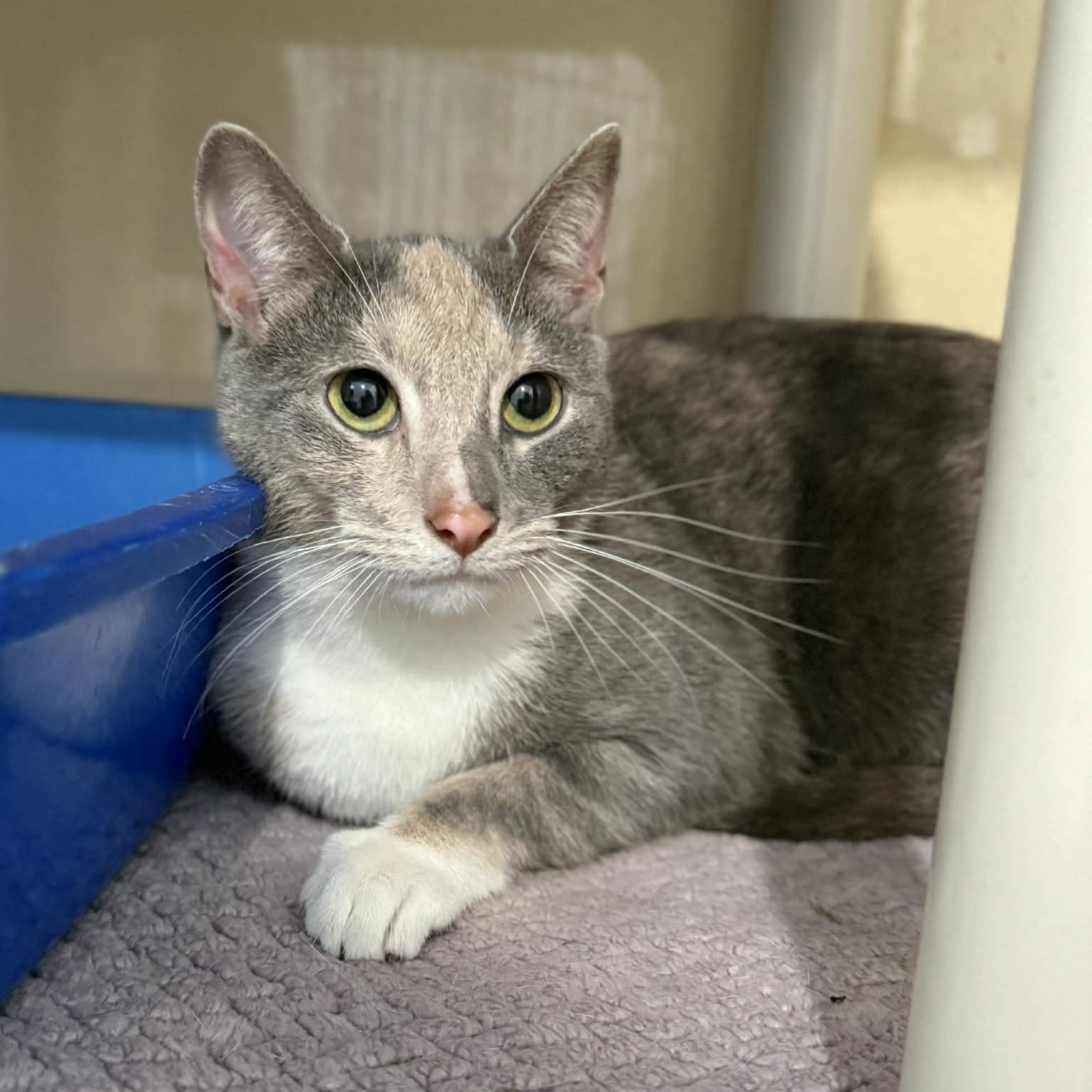 Enlarge Salsa, a ADOPTABLE mixed breed in Penn Yan, NY image 2/4