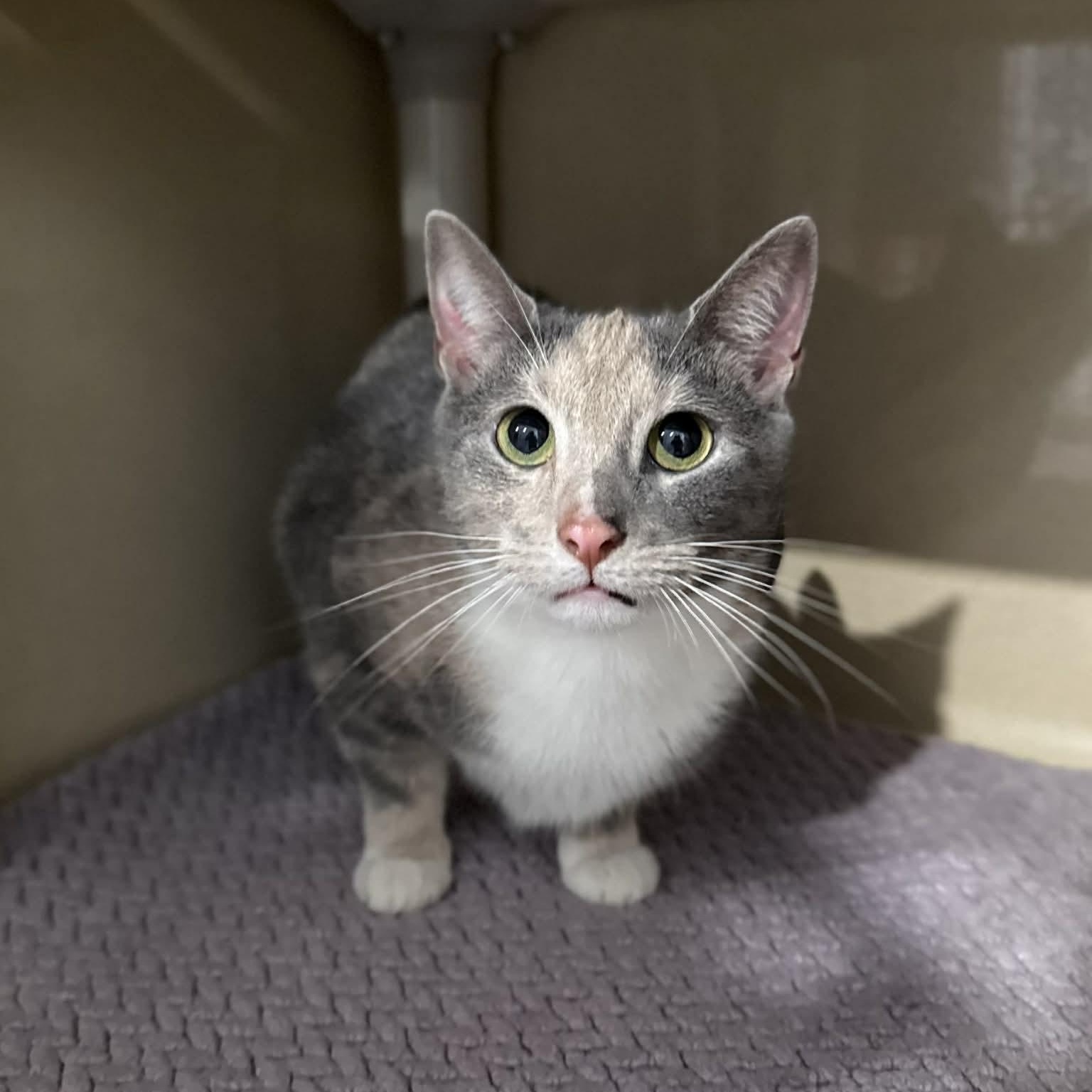 Enlarge Salsa, a ADOPTABLE mixed breed in Penn Yan, NY image 3/4