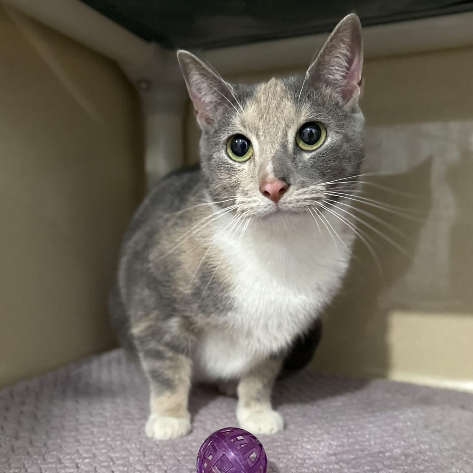 Salsa, ADOPTABLE, Young Female Domestic Short Hair & Dilute Calico.