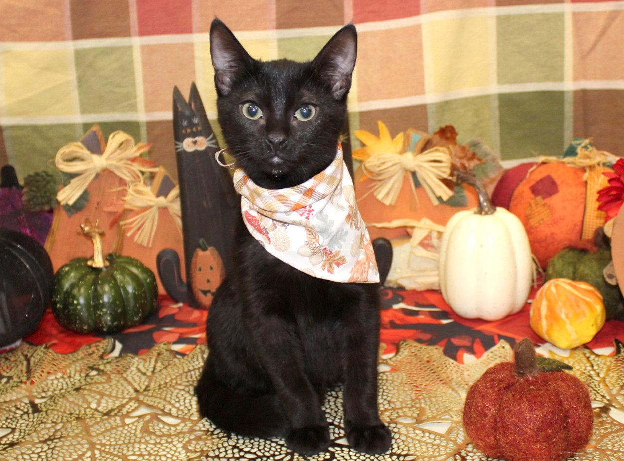 Enlarge Miles, a Adoptable mixed breed in Ventura, CA image 2/3