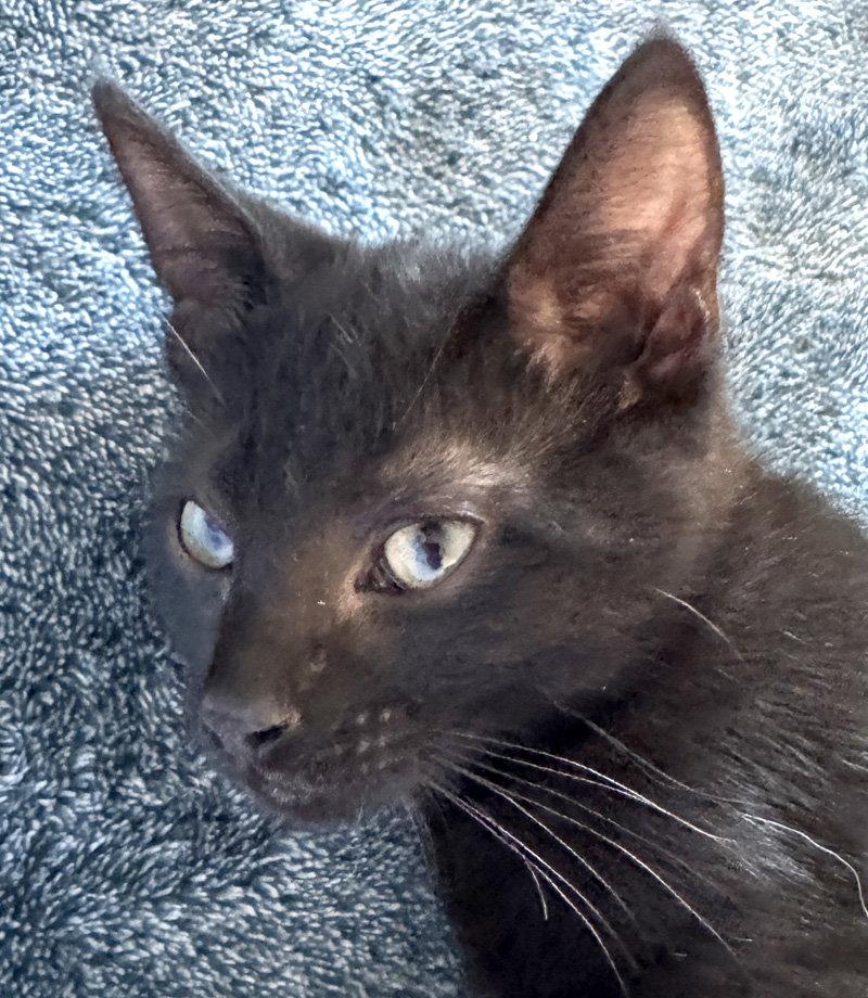 Enlarge Miles, a Adoptable mixed breed in Ventura, CA image 1/3