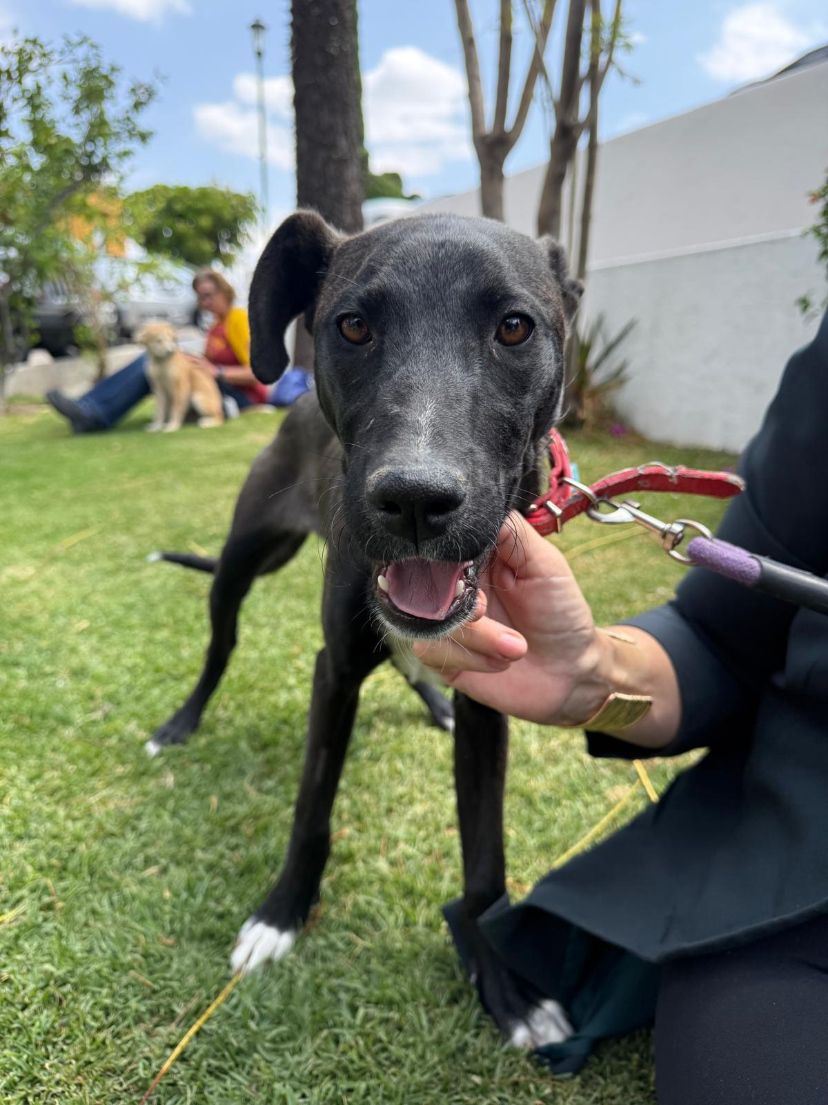 Apricot — thumbnail 4