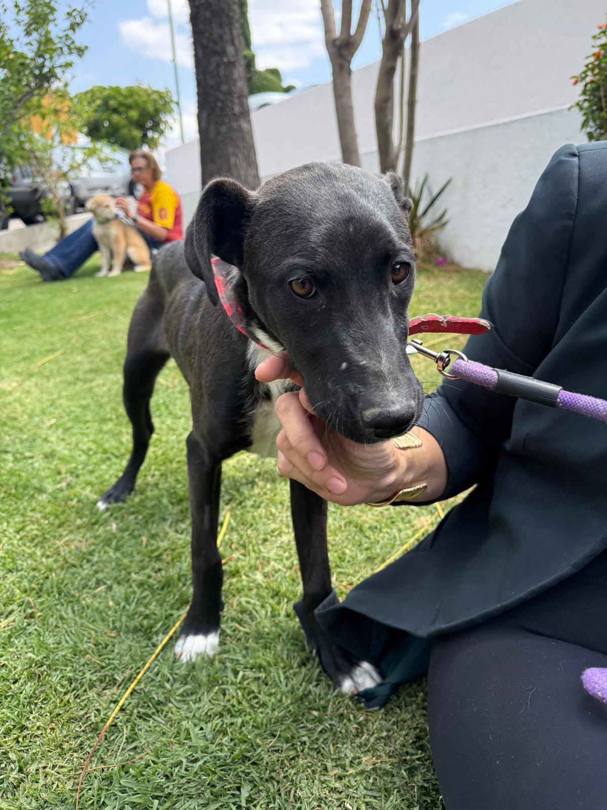 Apricot — thumbnail 6