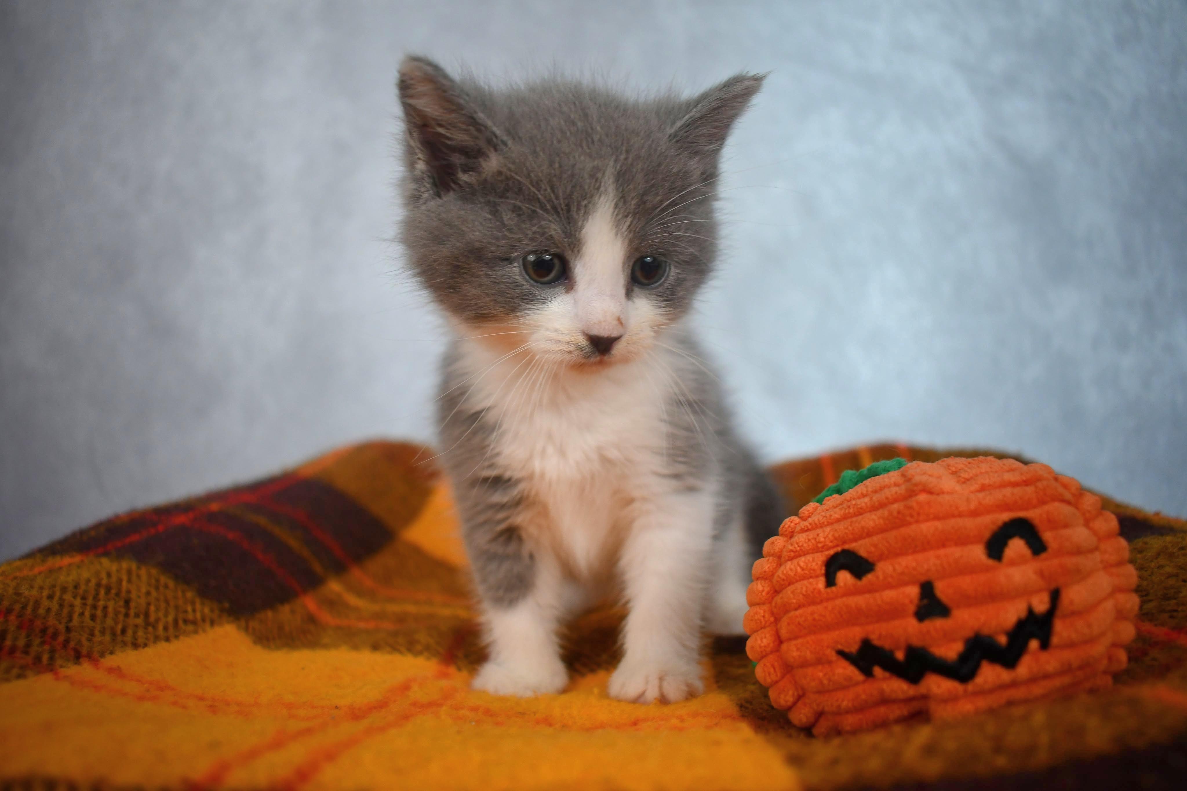 Autumn - 8 week young adorable and affectionate kitten