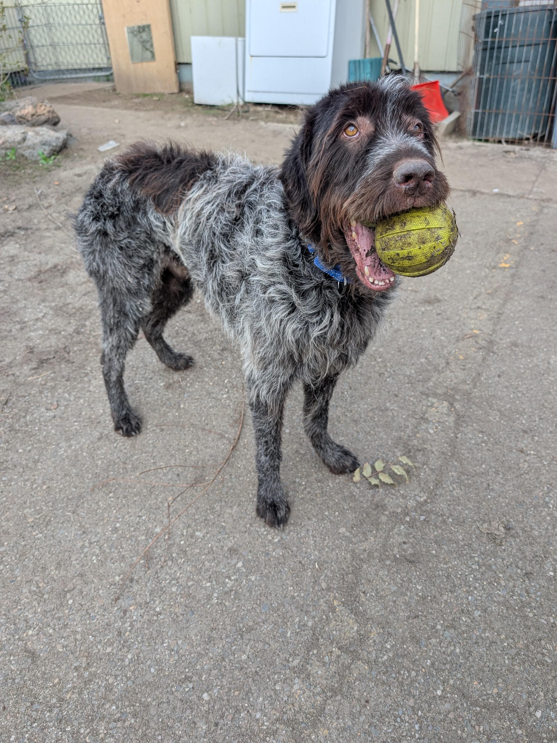 Enlarge Preacher, an adoptable Wirehaired Pointing Griffon in COEUR D ALENE, ID image 1/6