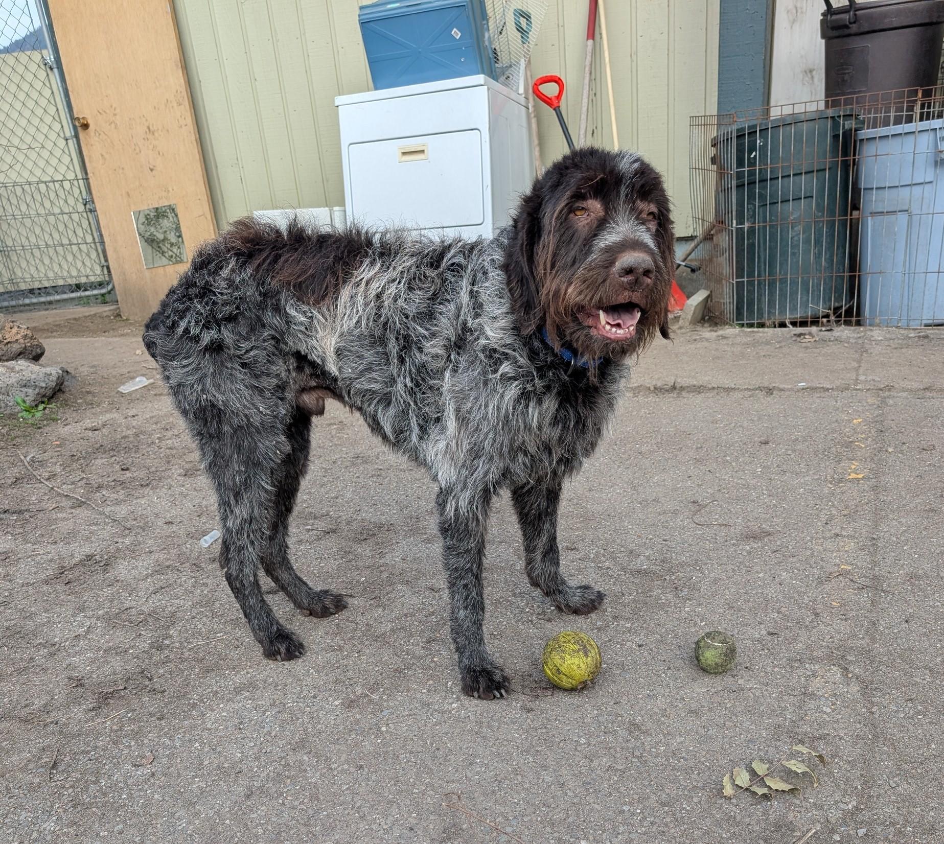 Enlarge Preacher, an adoptable Wirehaired Pointing Griffon in COEUR D ALENE, ID image 4/6