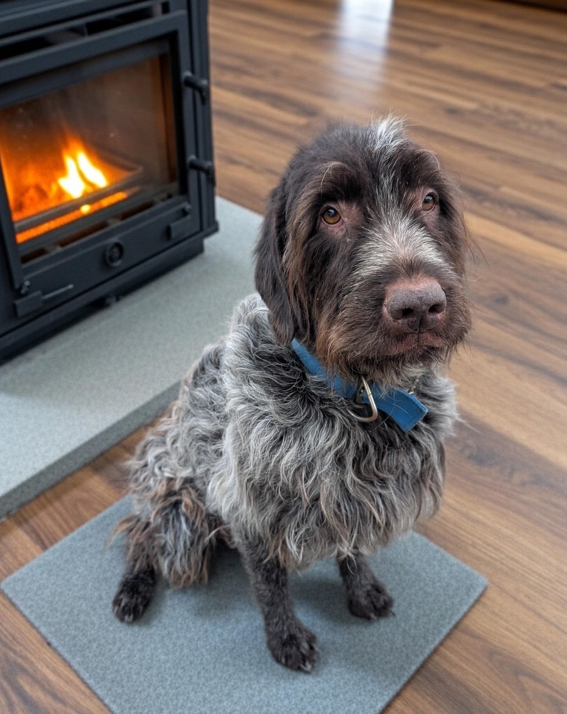 Enlarge Preacher, an adoptable Wirehaired Pointing Griffon in COEUR D ALENE, ID image 6/6