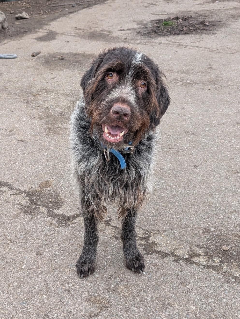 Enlarge Preacher, an adoptable Wirehaired Pointing Griffon in COEUR D ALENE, ID image 2/6