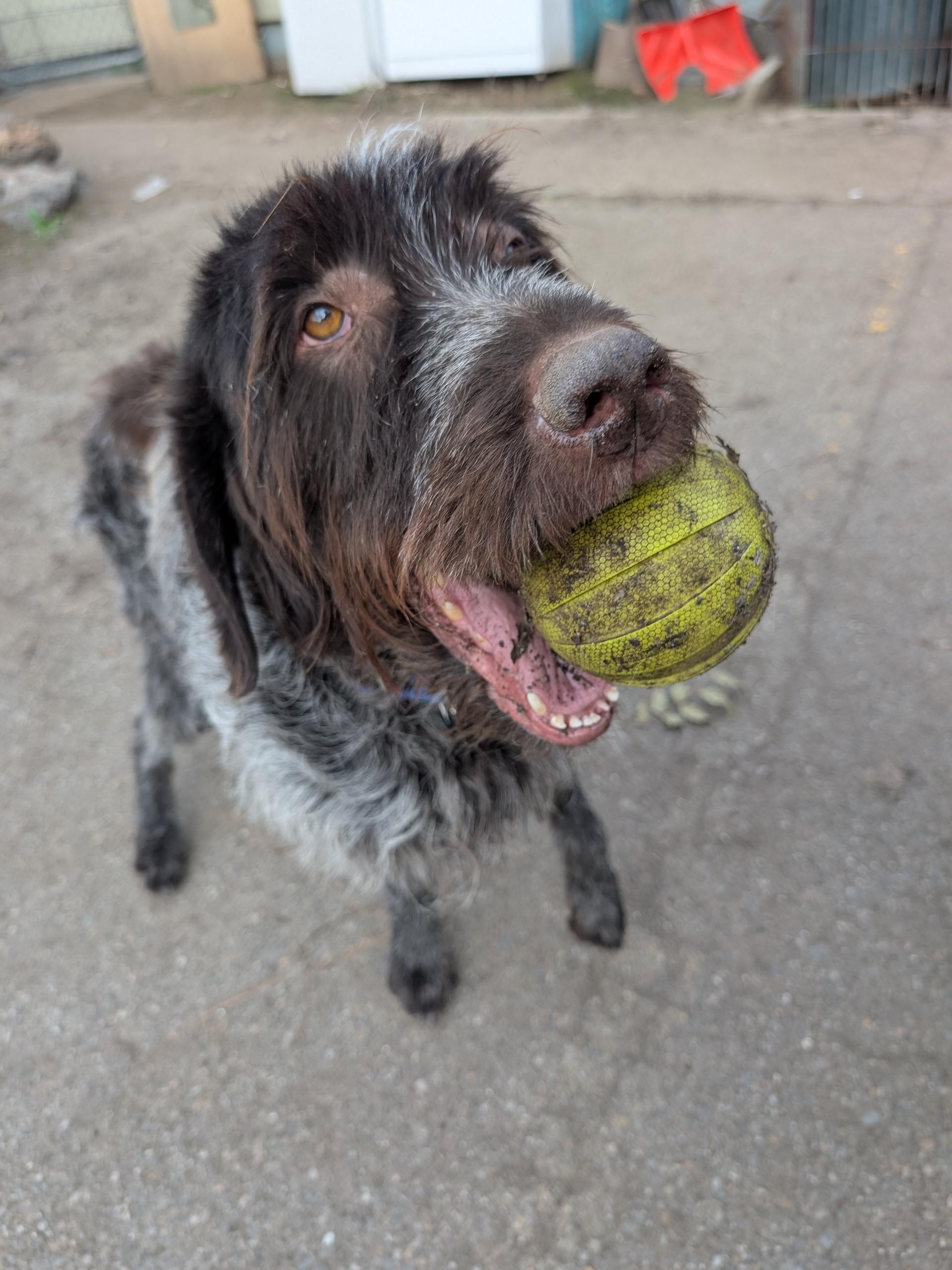 Enlarge Preacher, an adoptable Wirehaired Pointing Griffon in COEUR D ALENE, ID image 3/6
