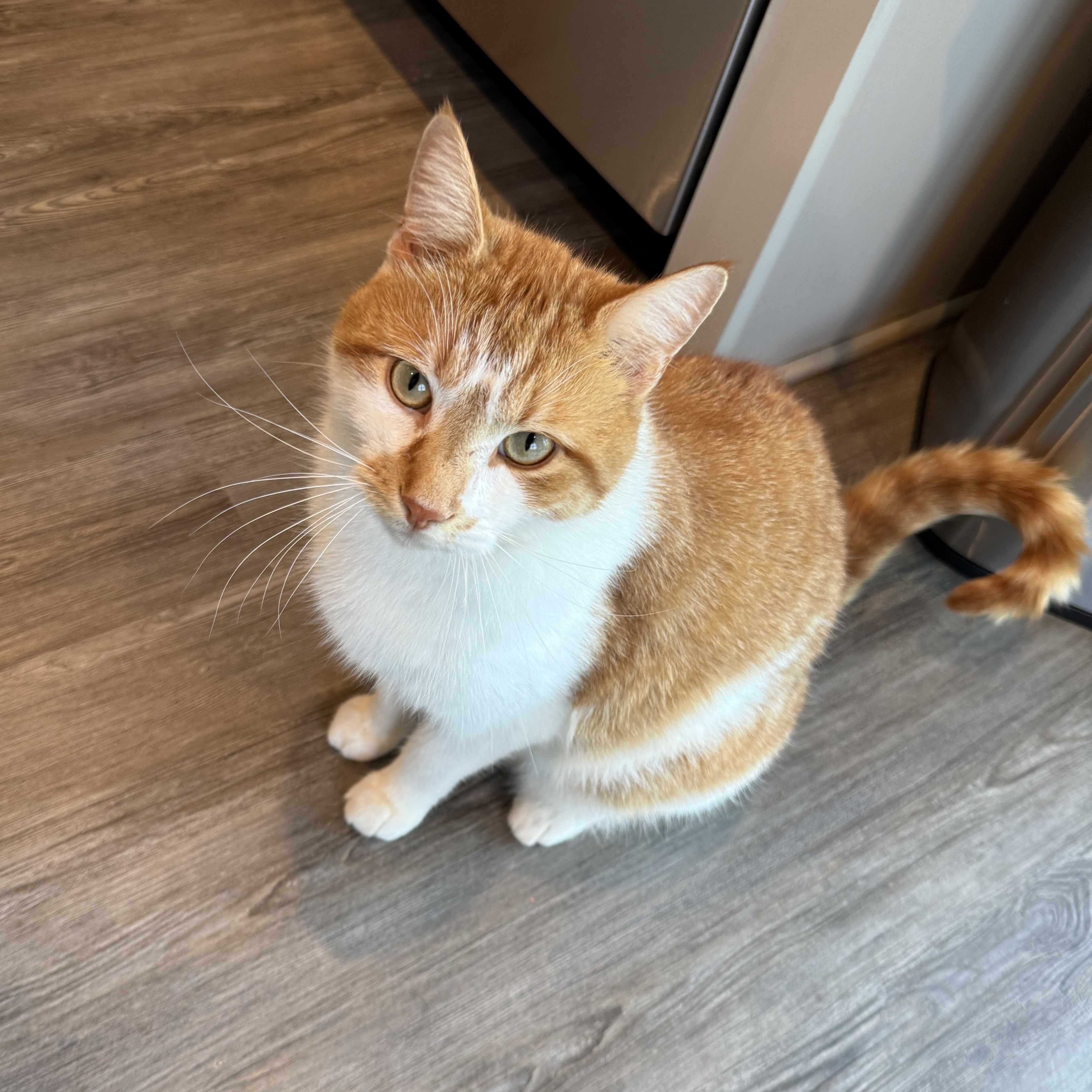 Enlarge Gingerbread Man, an adoptable Domestic Short Hair in Richmond, VA image 1/1