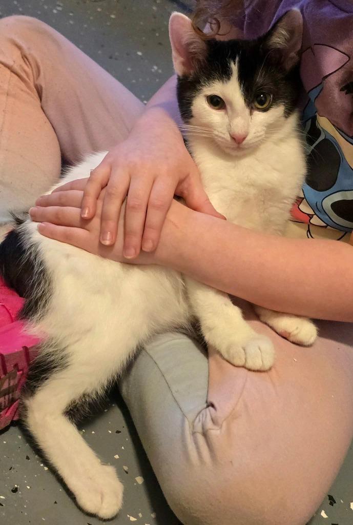 Benny, a Adoptable Manx in Miami, OK image 1/2