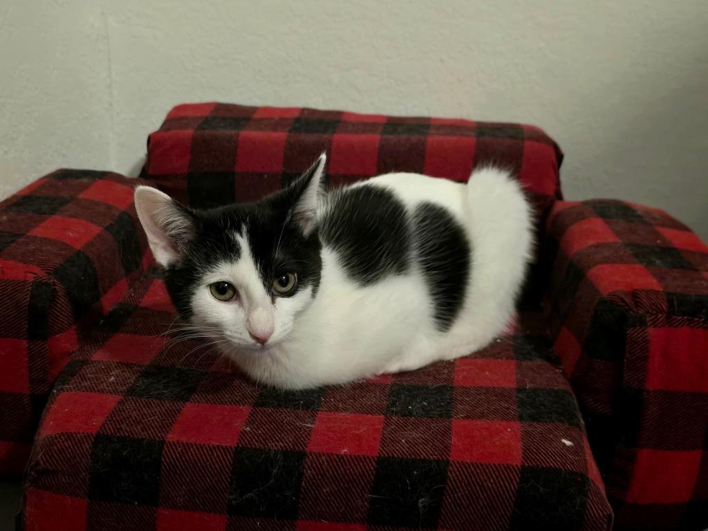 Benny, a Adoptable Manx in Miami, OK image 2/2
