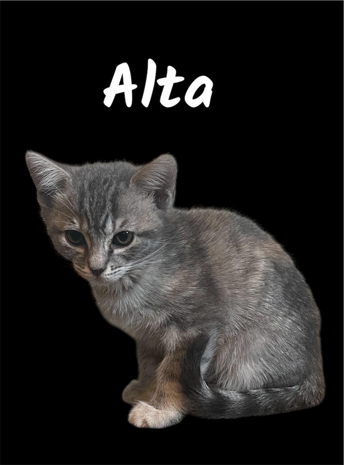 Enlarge Alta, an adopted Domestic Short Hair in Auburn, CA image 1/1