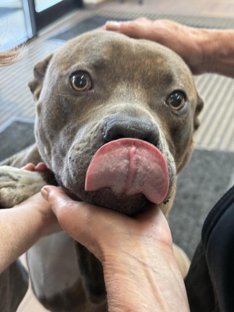 Enlarge Duke, a Adoptable mixed breed in Naperville, IL image 1/6