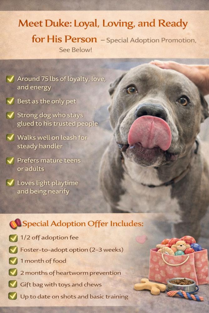 Enlarge Duke, a Adoptable mixed breed in Naperville, IL image 2/6