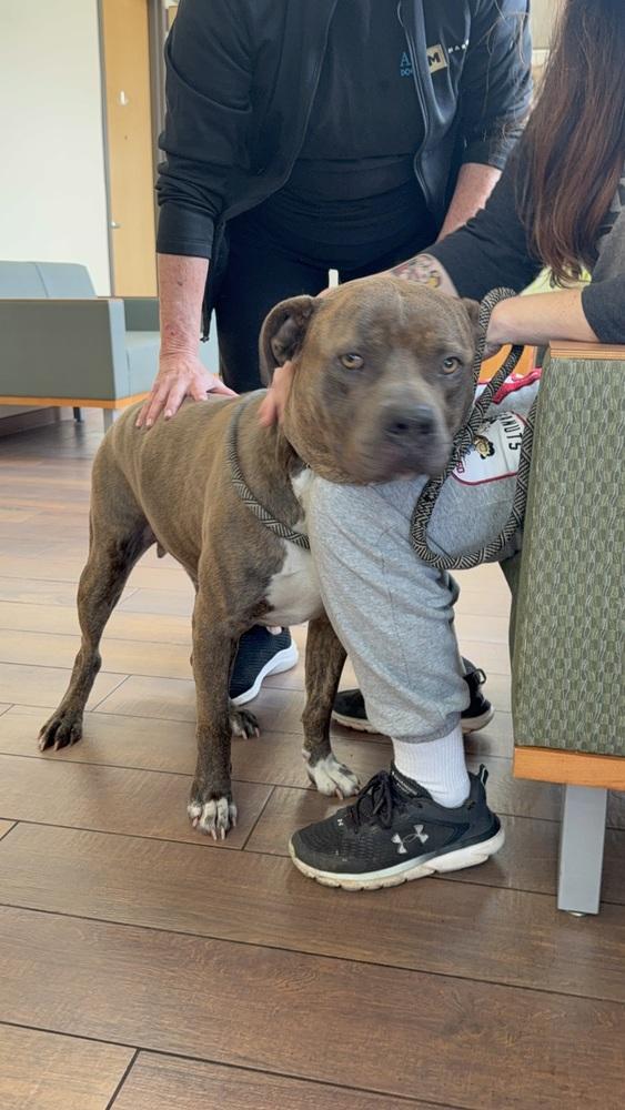 Enlarge Duke, a Adoptable mixed breed in Naperville, IL image 4/6