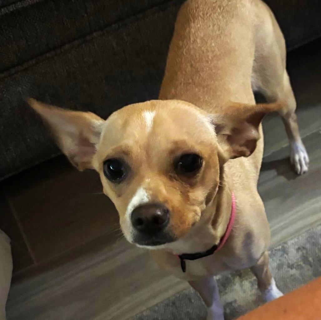 Luna, Adopted, Young Female Chihuahua.