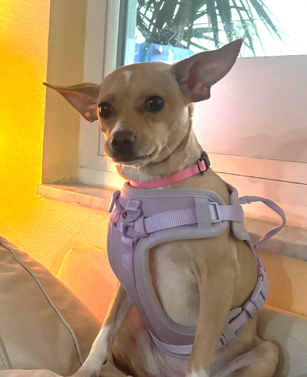 Enlarge Luna, a Adopted Chihuahua in Gulfport, FL image 2/3