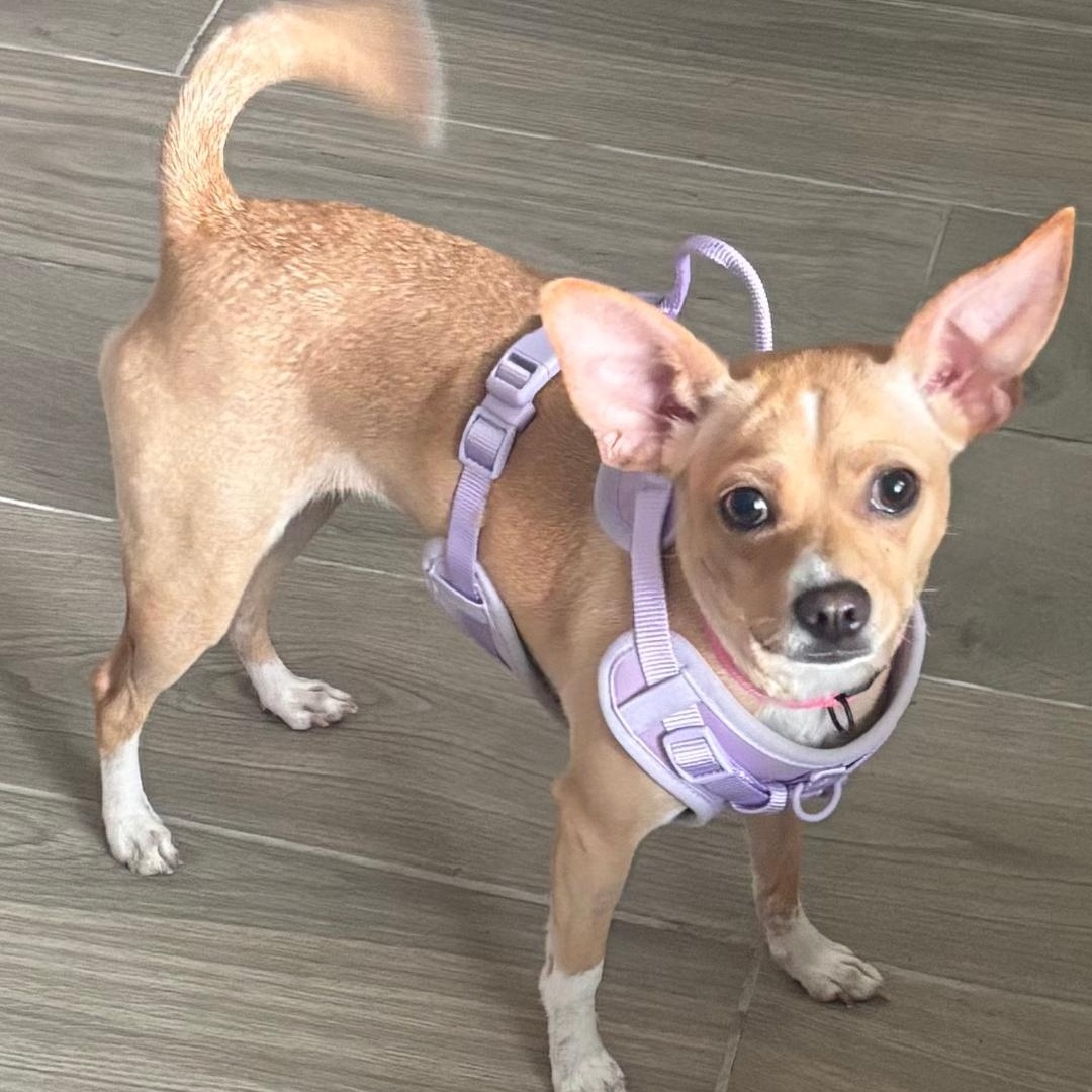 Enlarge Luna, a Adopted Chihuahua in Gulfport, FL image 3/3