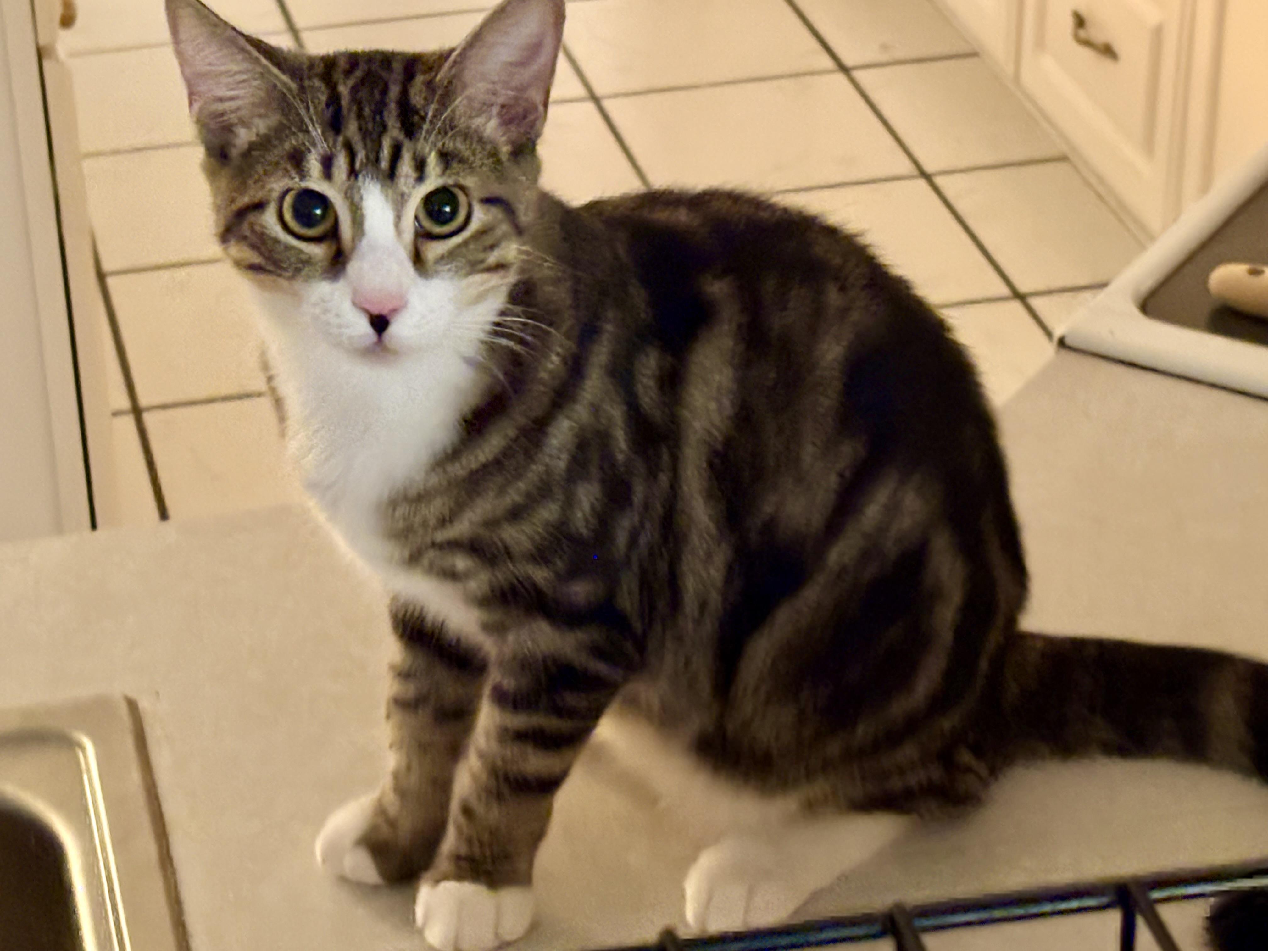 Jaxson, Adoptable, Kitten Male Domestic Short Hair.