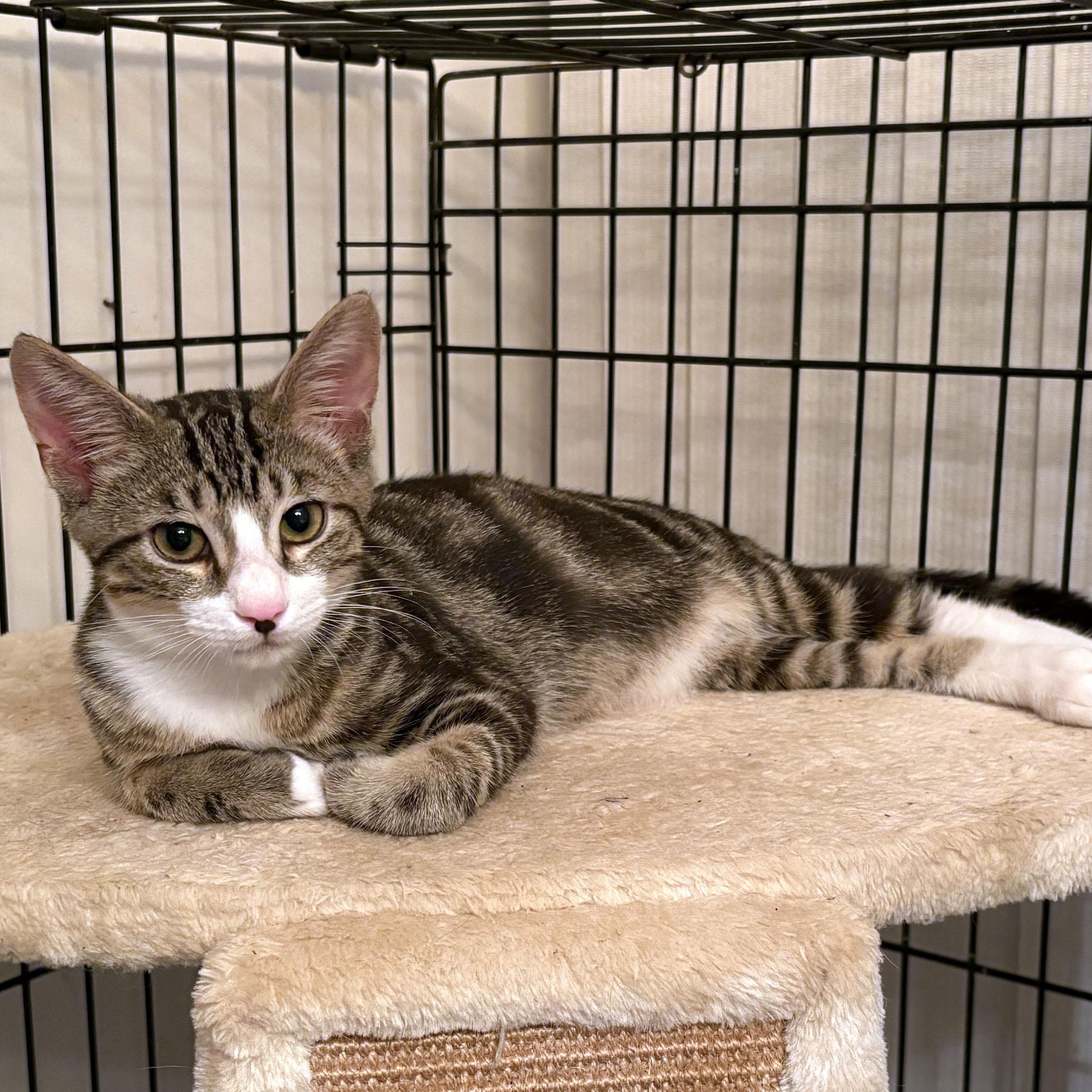 Enlarge Jaxson, a Adoptable Domestic Short Hair in Mauldin, SC image 3/6