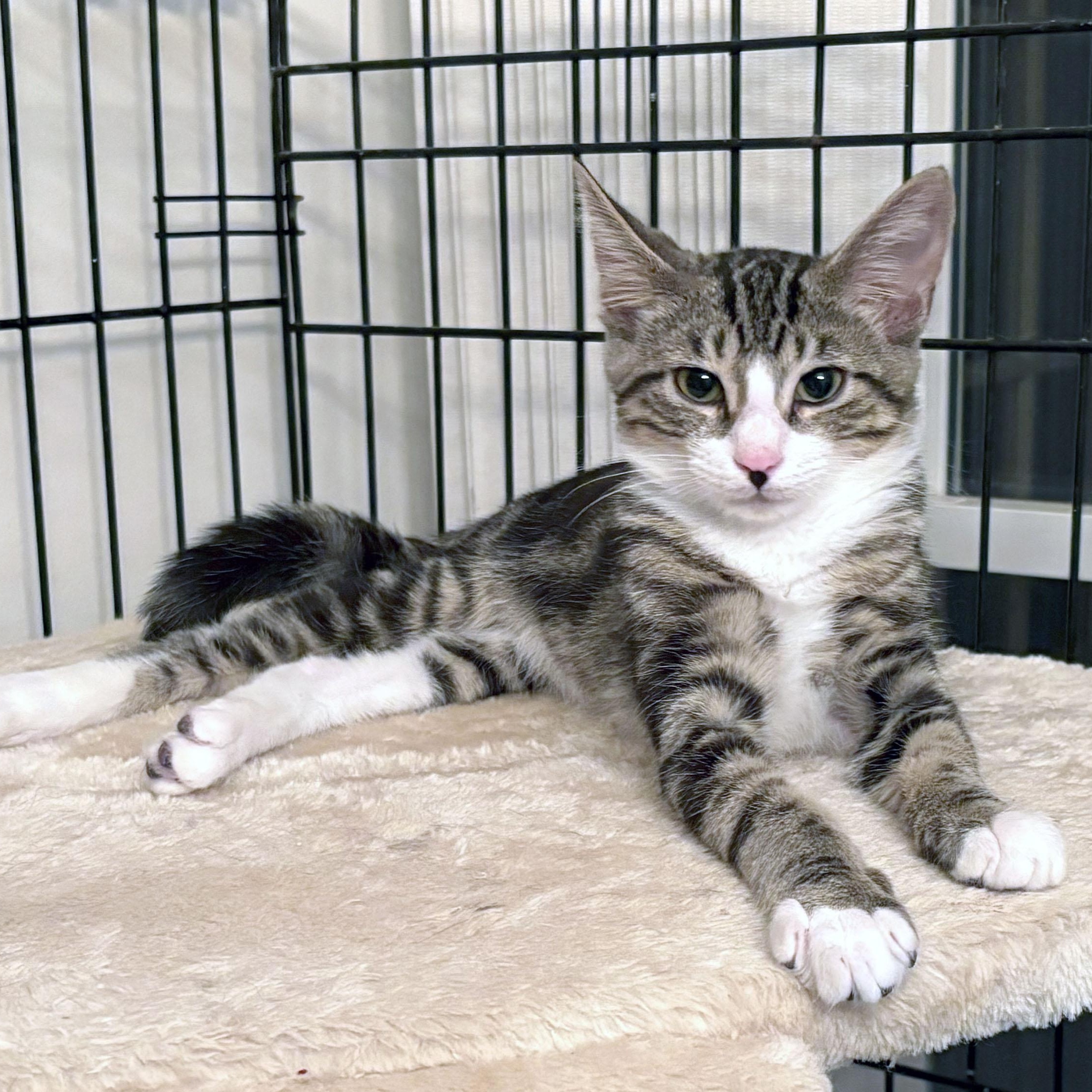 Enlarge Jaxson, a Adoptable Domestic Short Hair in Mauldin, SC image 2/6