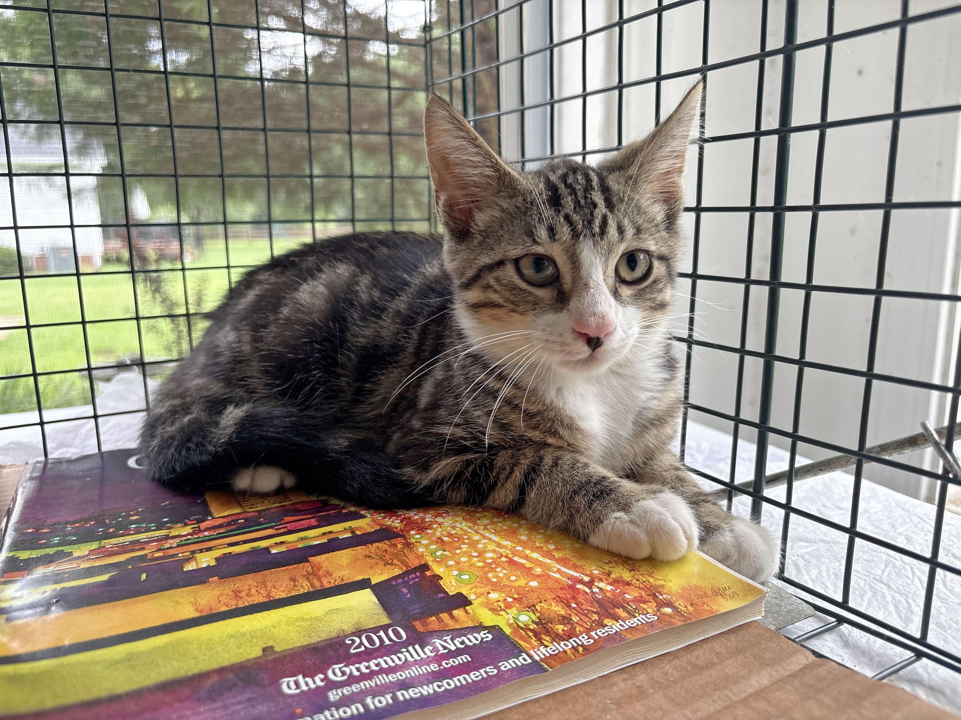 Enlarge Jaxson, a Adoptable Domestic Short Hair in Mauldin, SC image 4/6