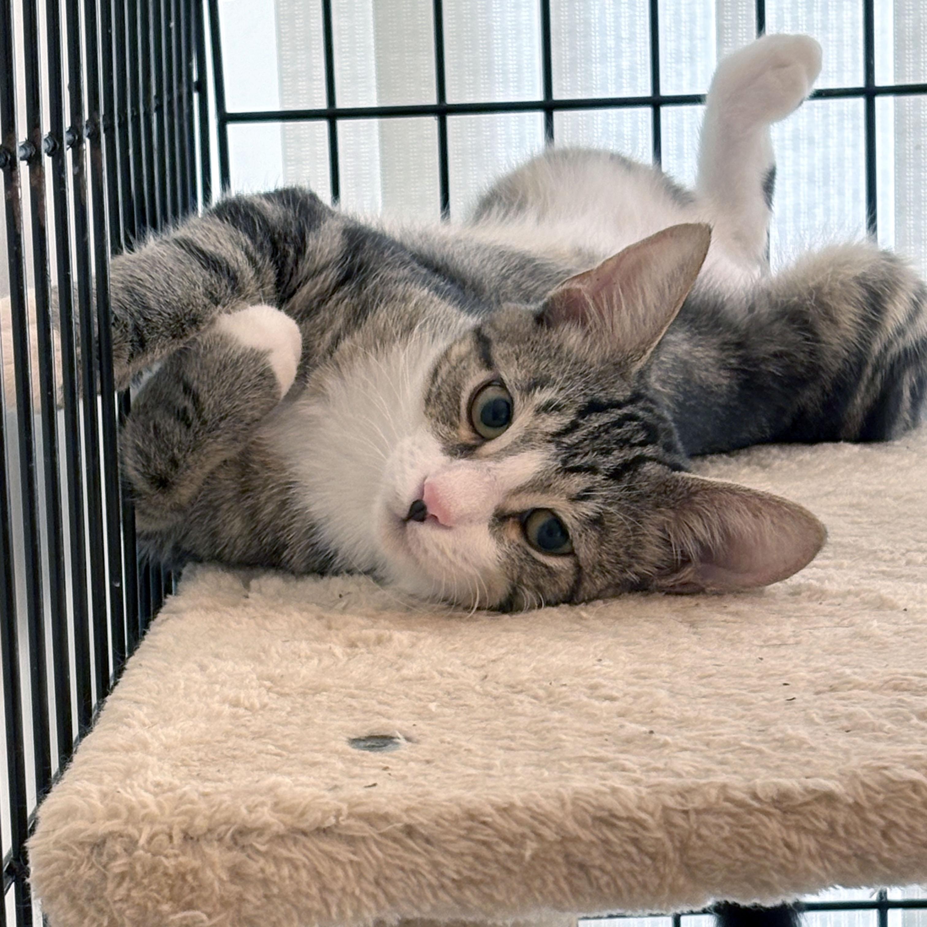 Jaxson, Adoptable, Kitten Male Domestic Short Hair.