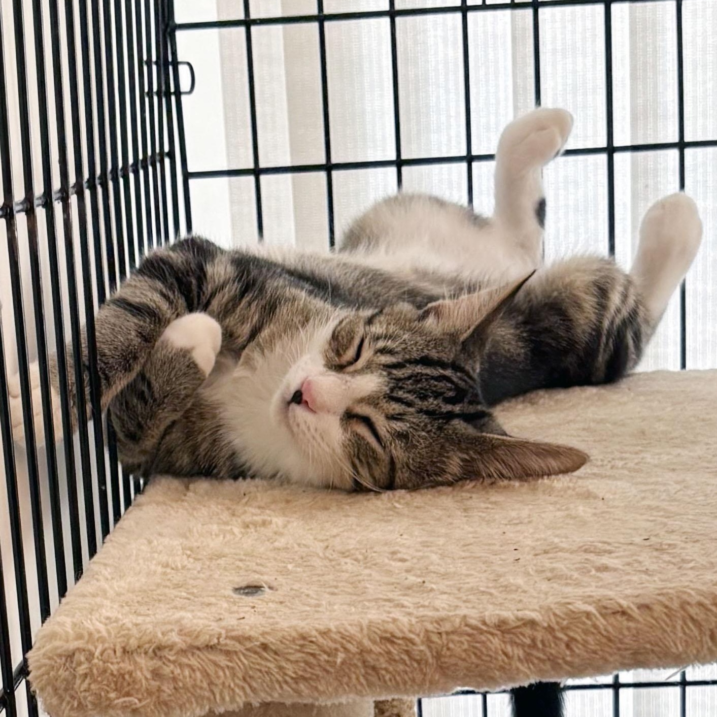 Enlarge Jaxson, a Adoptable Domestic Short Hair in Mauldin, SC image 6/6