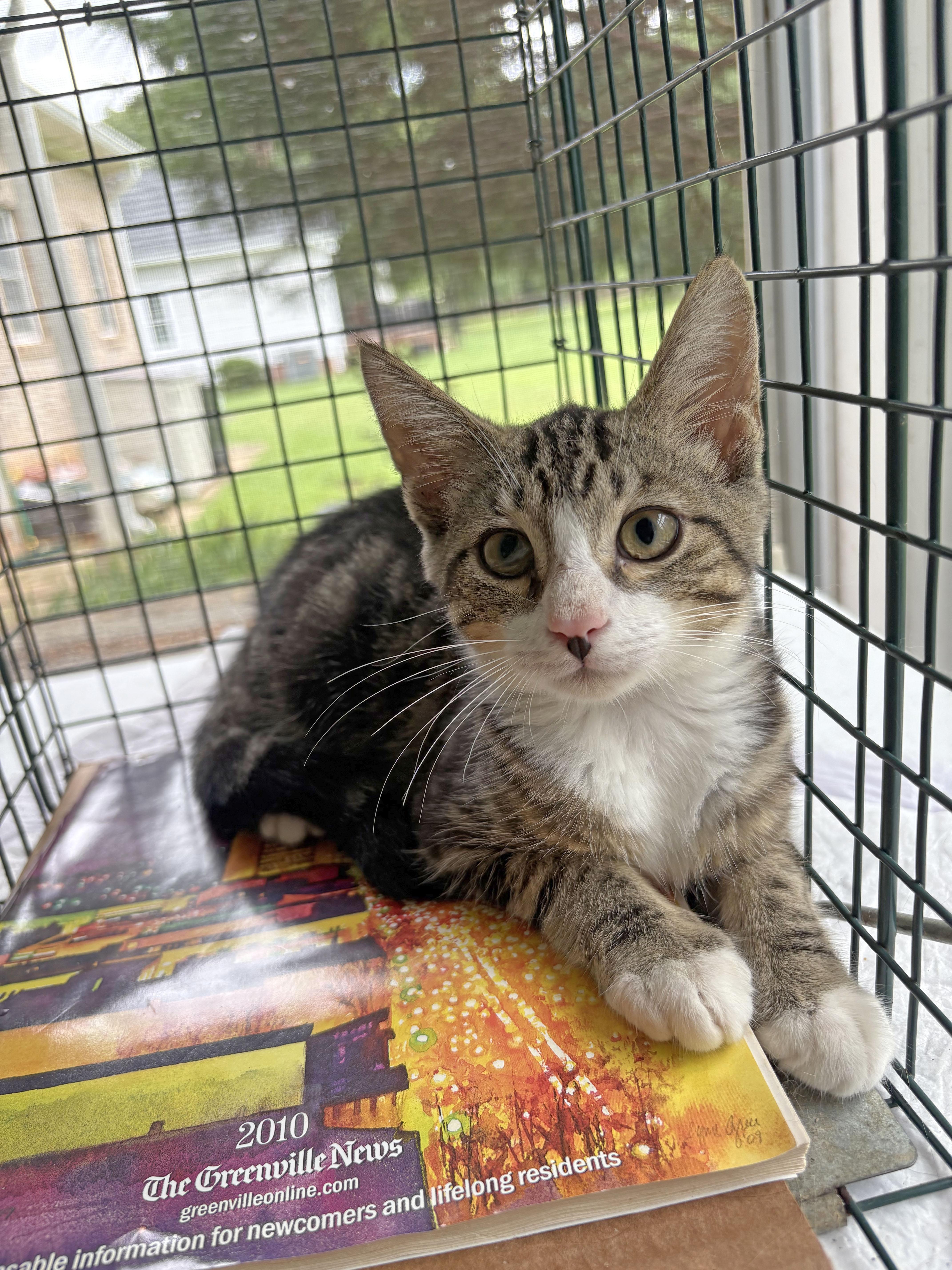 Enlarge Jaxson, a Adoptable Domestic Short Hair in Mauldin, SC image 5/6