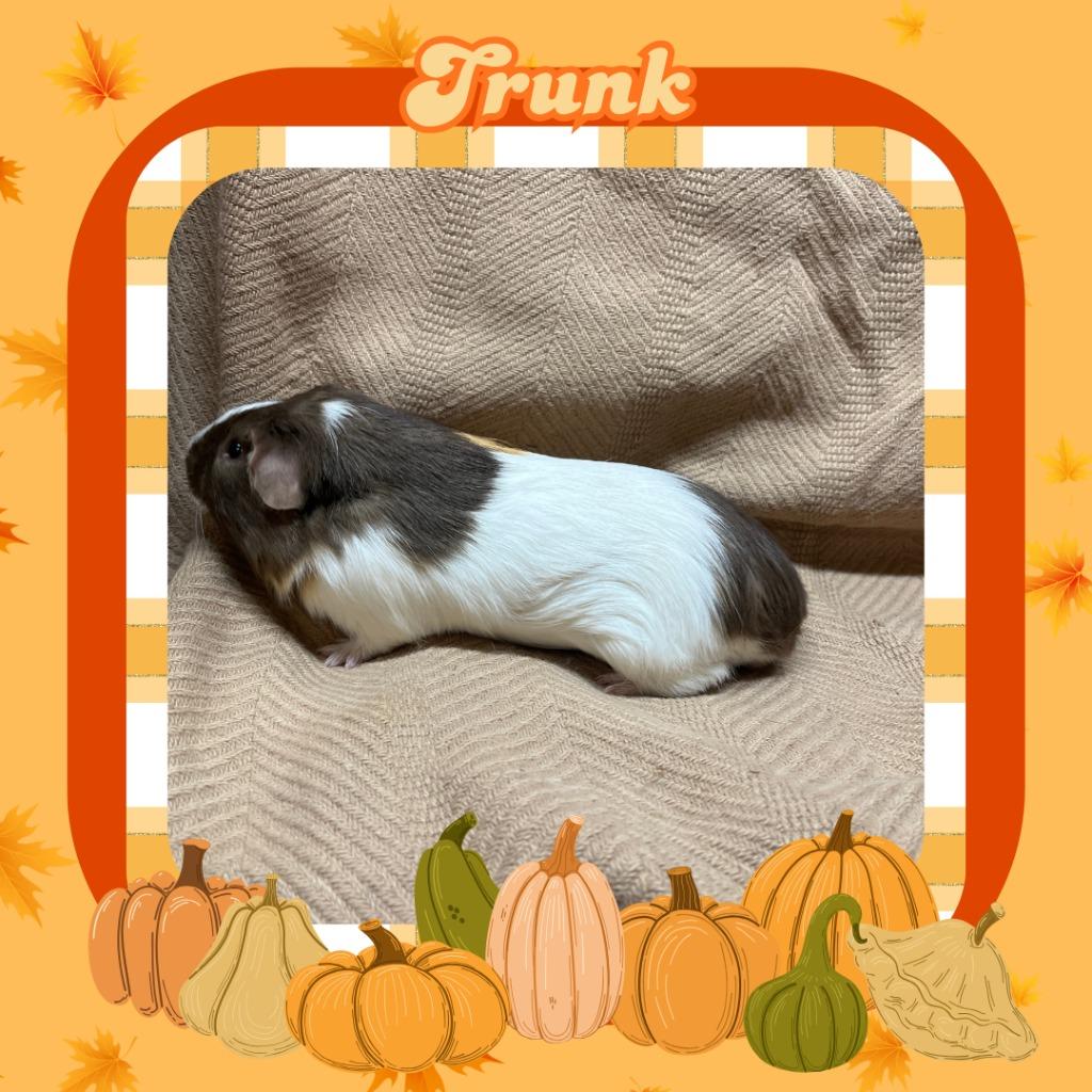 Trunk, Adopted, Baby Male Guinea Pig.