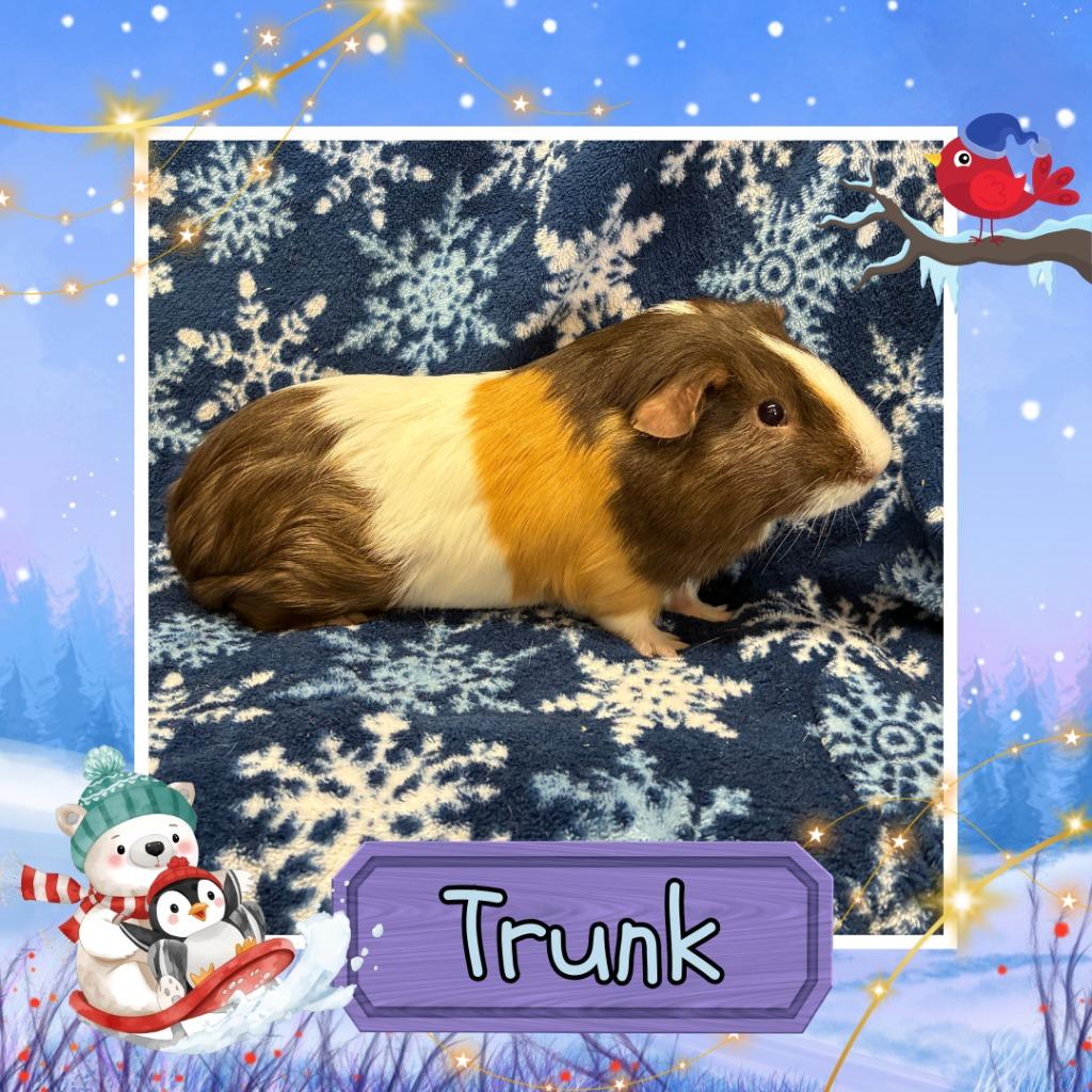 Trunk, a Adopted Guinea Pig in Elizabethtown, KY image 2/4