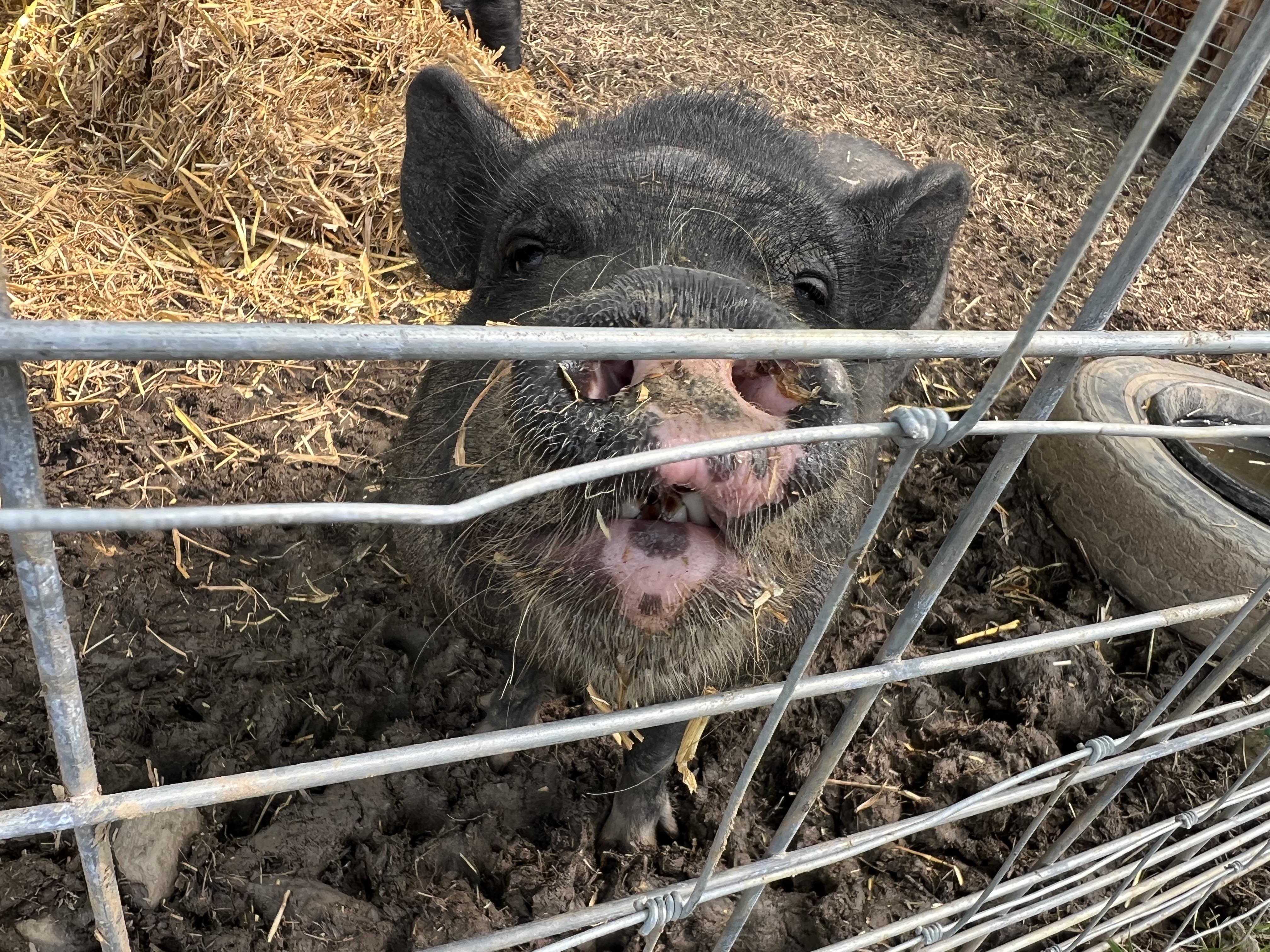 Willow, Adoptable, Young Female Pig.