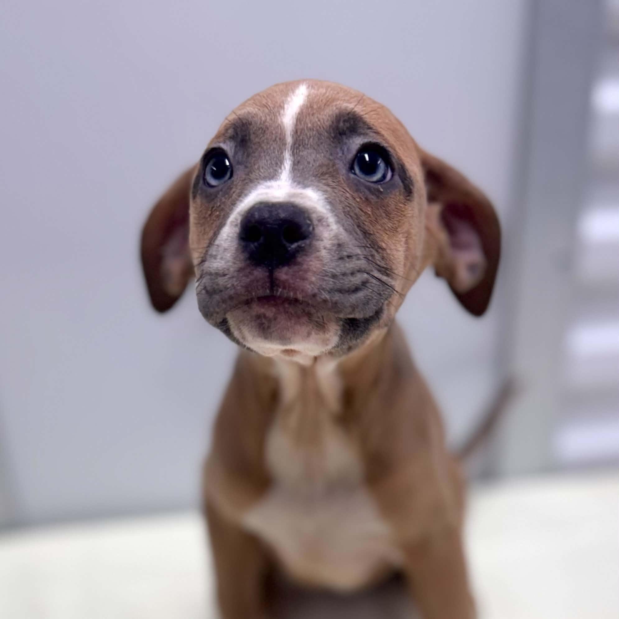 Enlarge DoodleDoo, a Adopted mixed breed in Bryan, TX image 2/3