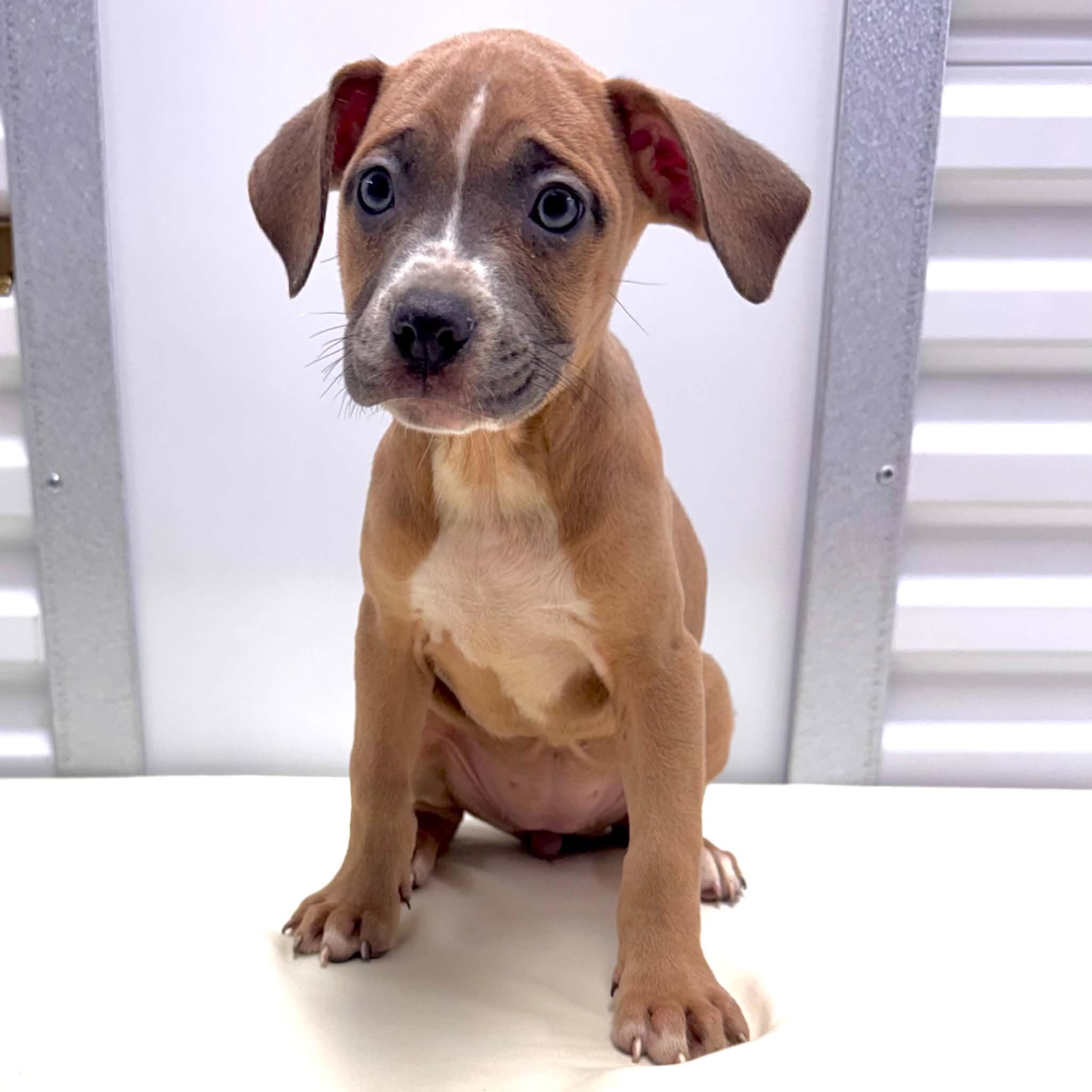 DoodleDoo, Adopted, Puppy Female Pit Bull Terrier & American Staffordshire Terrier.