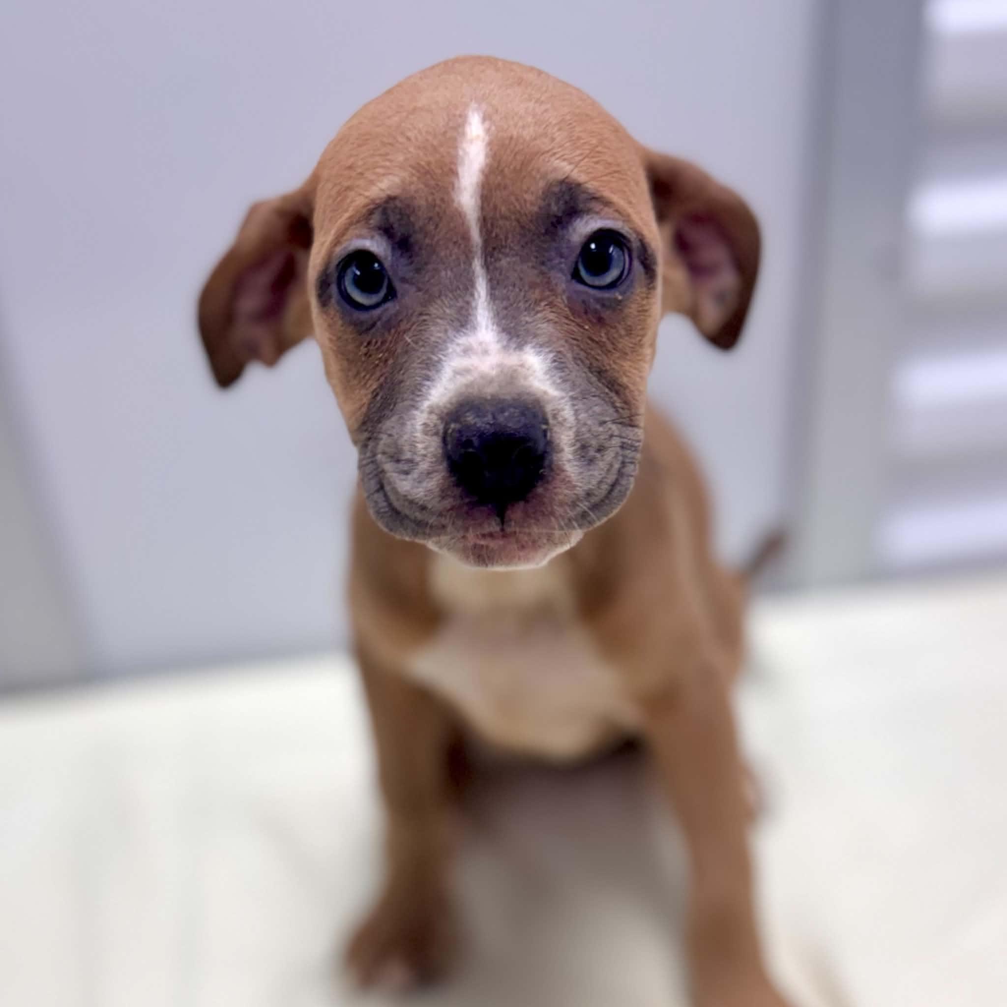 Enlarge DoodleDoo, a Adopted mixed breed in Bryan, TX image 3/3