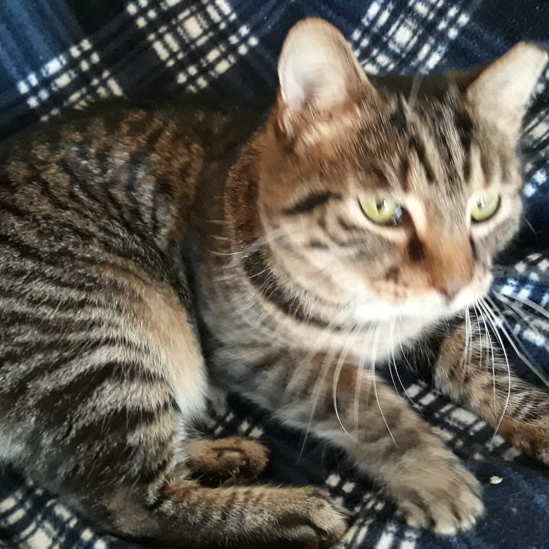 Gilbert, a Adoptable mixed breed in Germansville, PA image 4/5