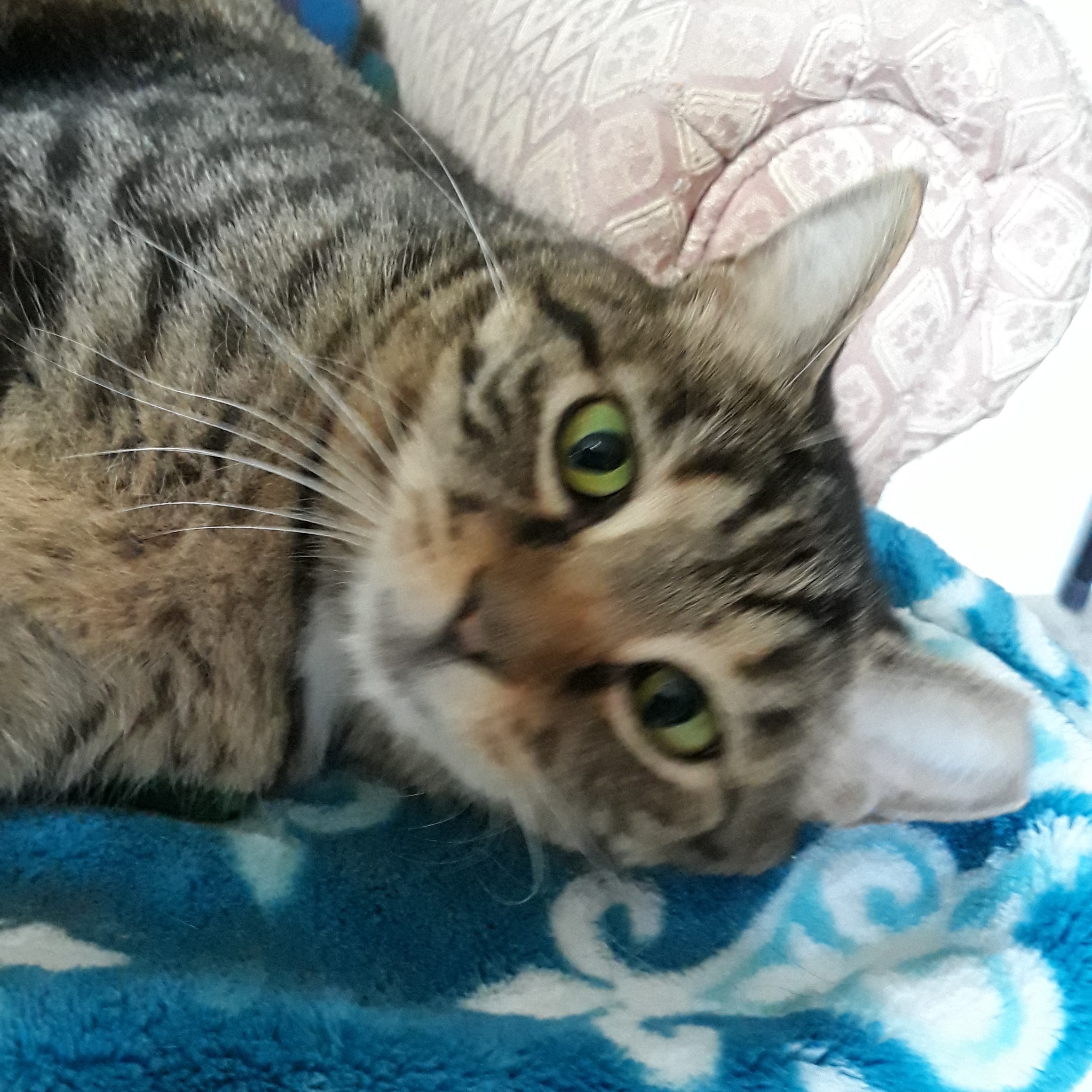 Gilbert, a Adoptable mixed breed in Germansville, PA image 2/5