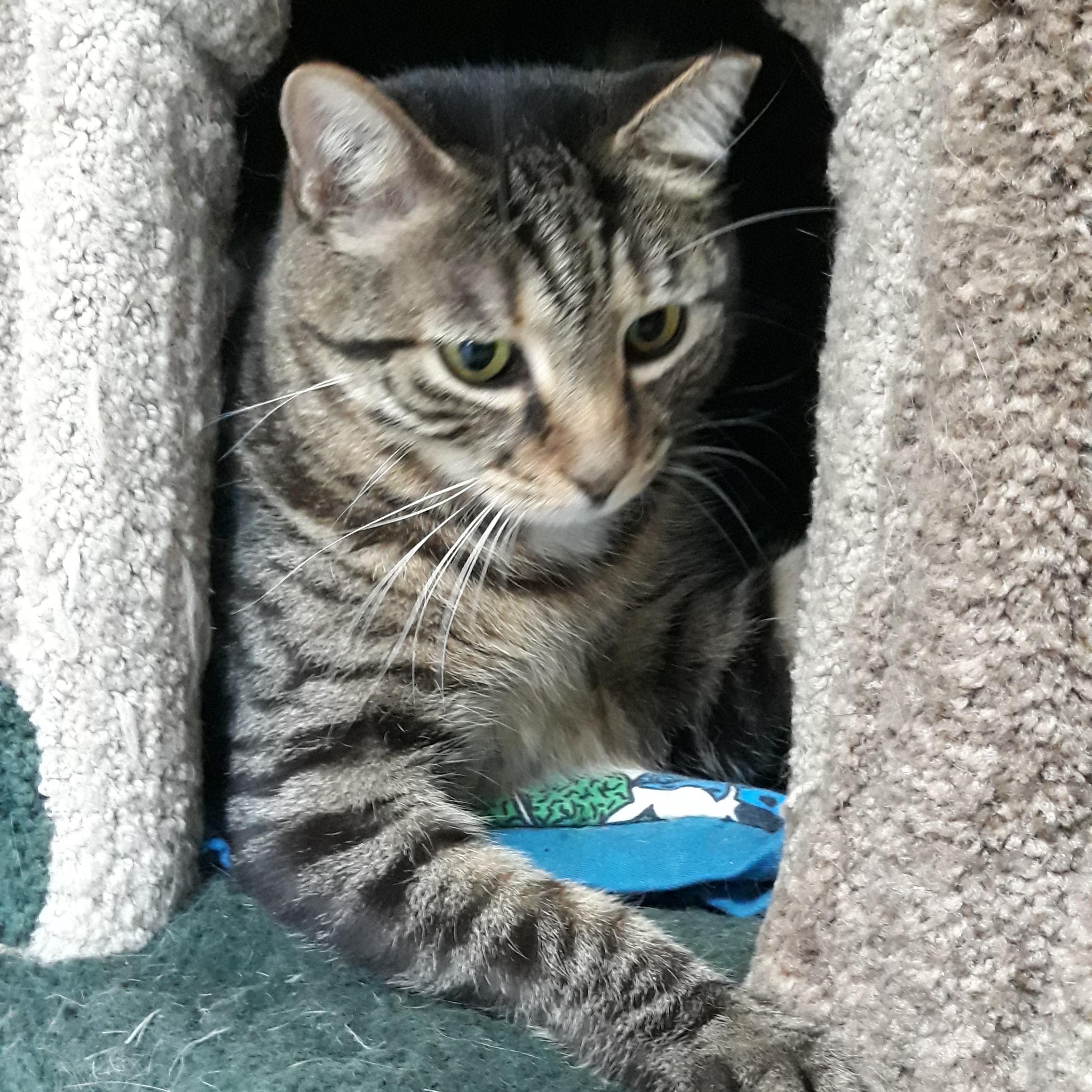 Gilbert, a Adoptable mixed breed in Germansville, PA image 3/5