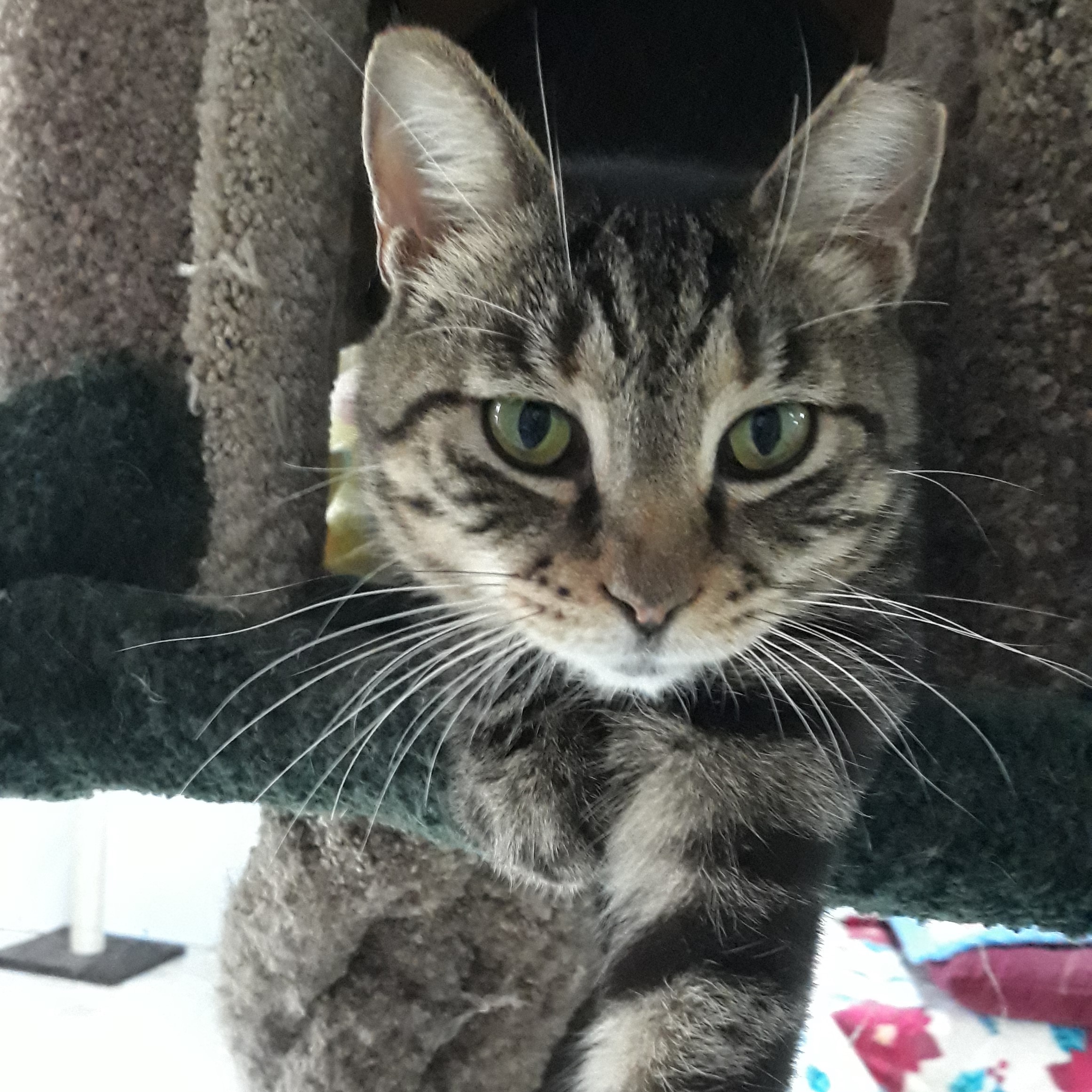 Gilbert, a Adoptable mixed breed in Germansville, PA image 1/5