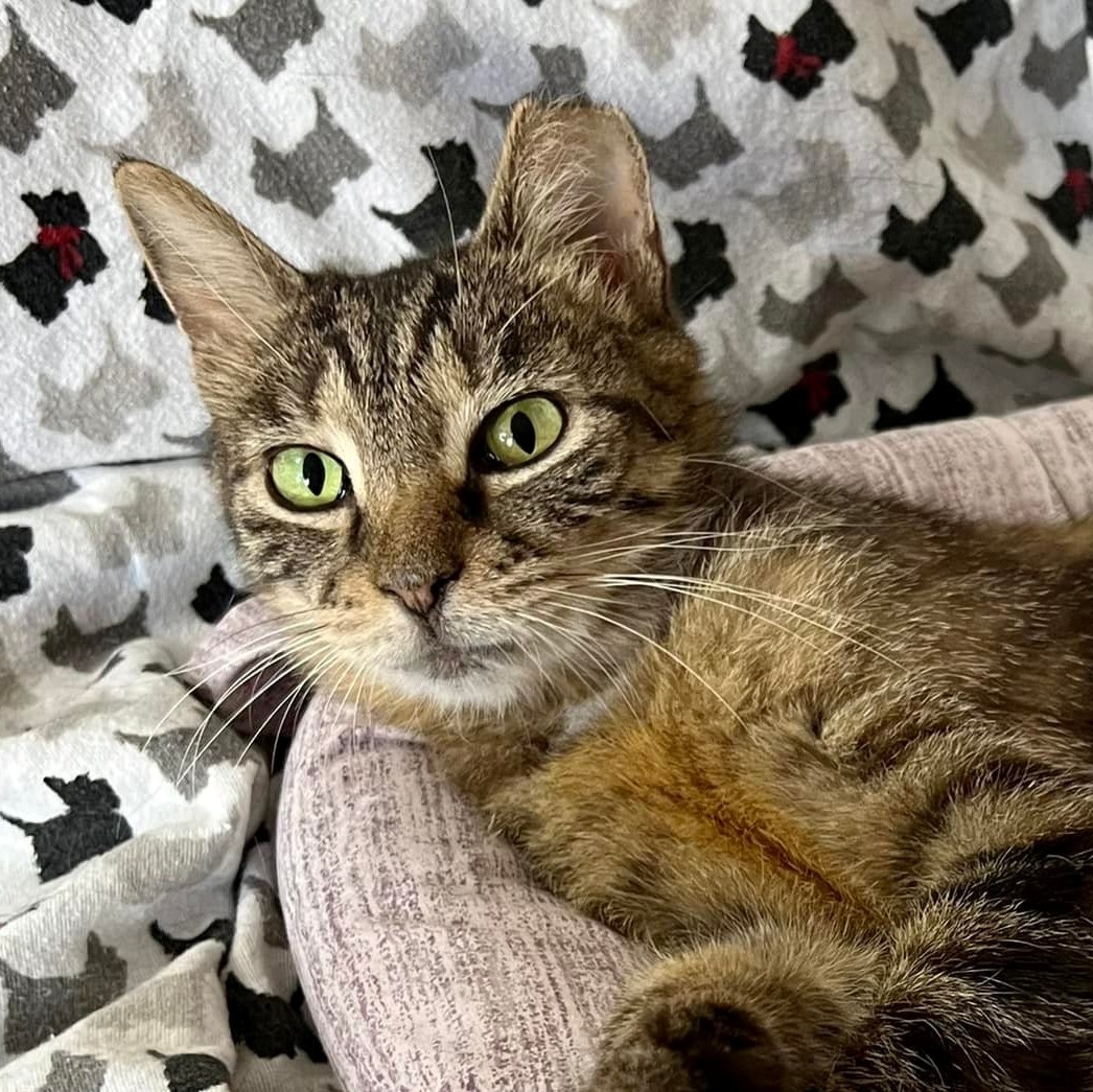 Gilbert, a Adoptable mixed breed in Germansville, PA image 5/5