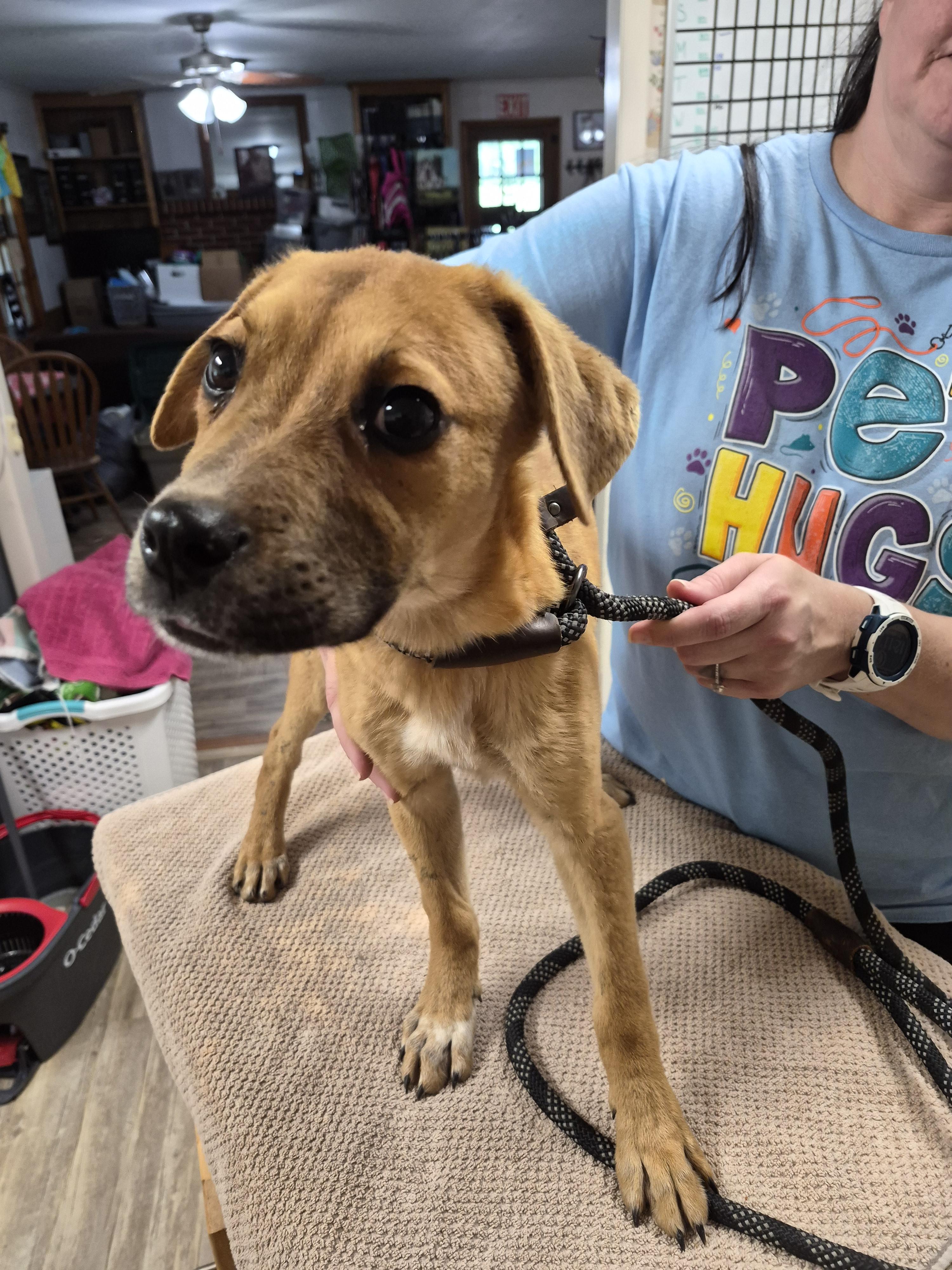 Wedgie, Adopted, Young Female Pug & Jack Russell Terrier.