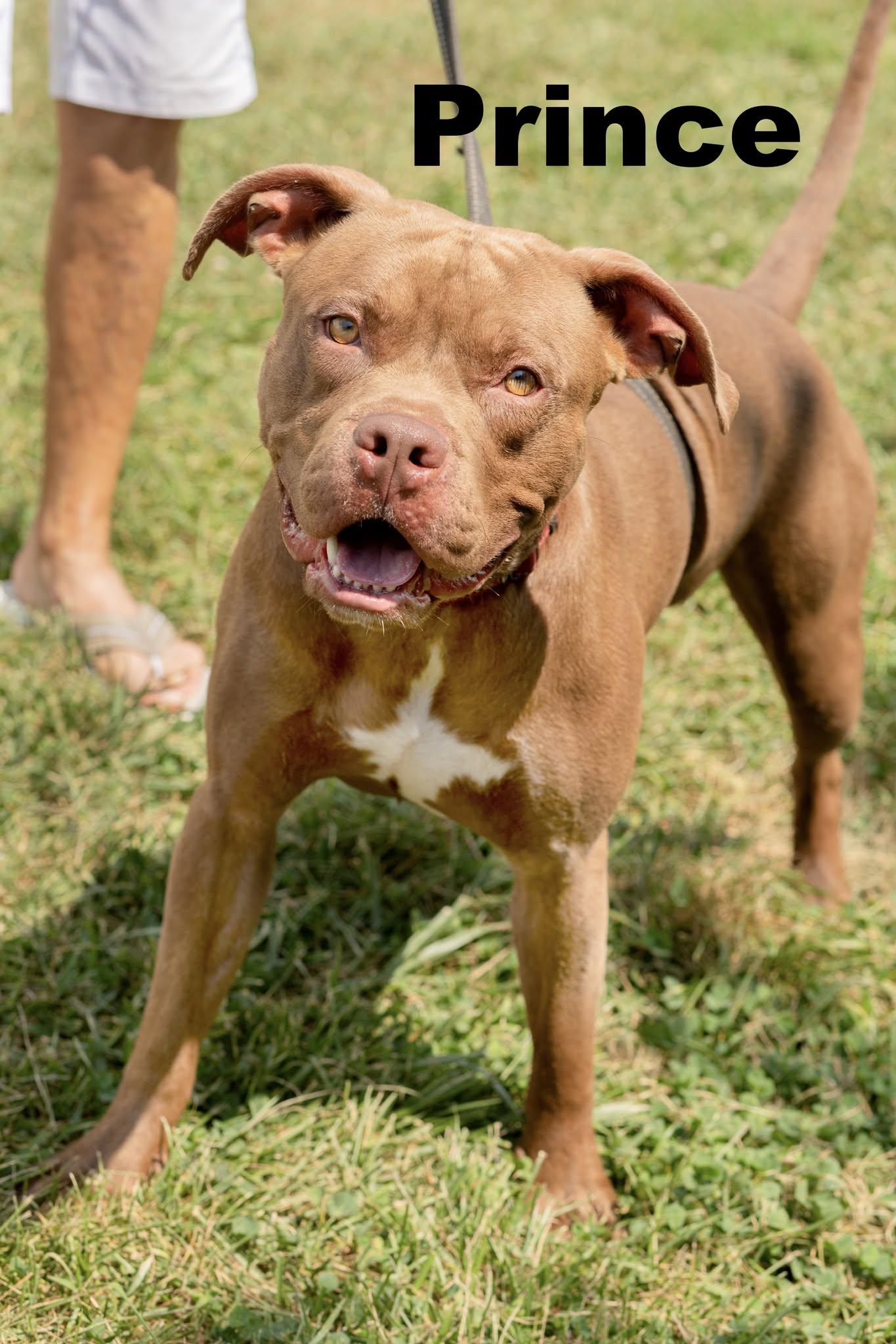 Enlarge Prince, a Adopted mixed breed in Macomb, IL image 1/1