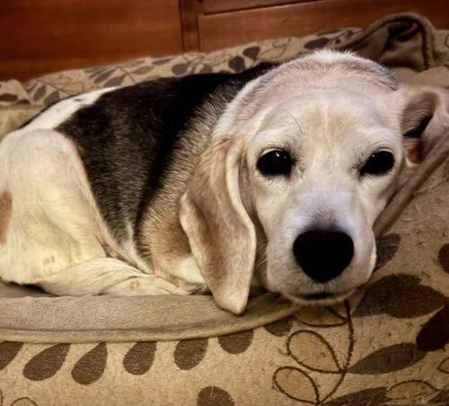 Enlarge Maybelle, a Adoptable Beagle in Fishers, IN image 1/6