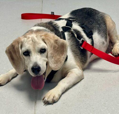 Enlarge Maybelle, a Adoptable Beagle in Fishers, IN image 2/6