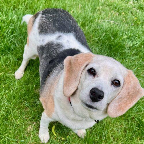 Enlarge Maybelle, a Adoptable Beagle in Fishers, IN image 3/6