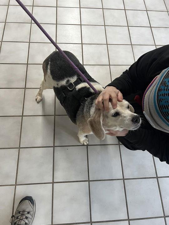 Enlarge Maybelle, a Adoptable Beagle in Fishers, IN image 4/6