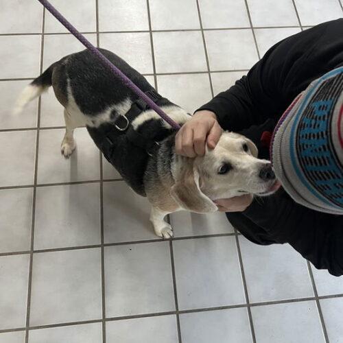 Enlarge Maybelle, a Adoptable Beagle in Fishers, IN image 5/6