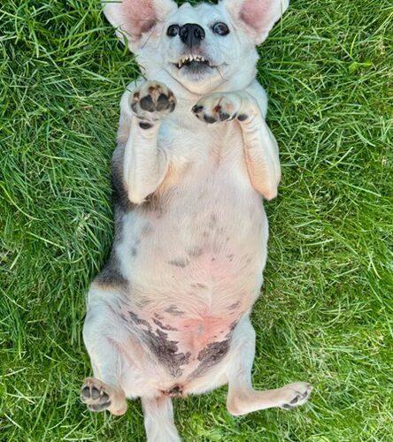 Enlarge Maybelle, a Adoptable Beagle in Fishers, IN image 6/6