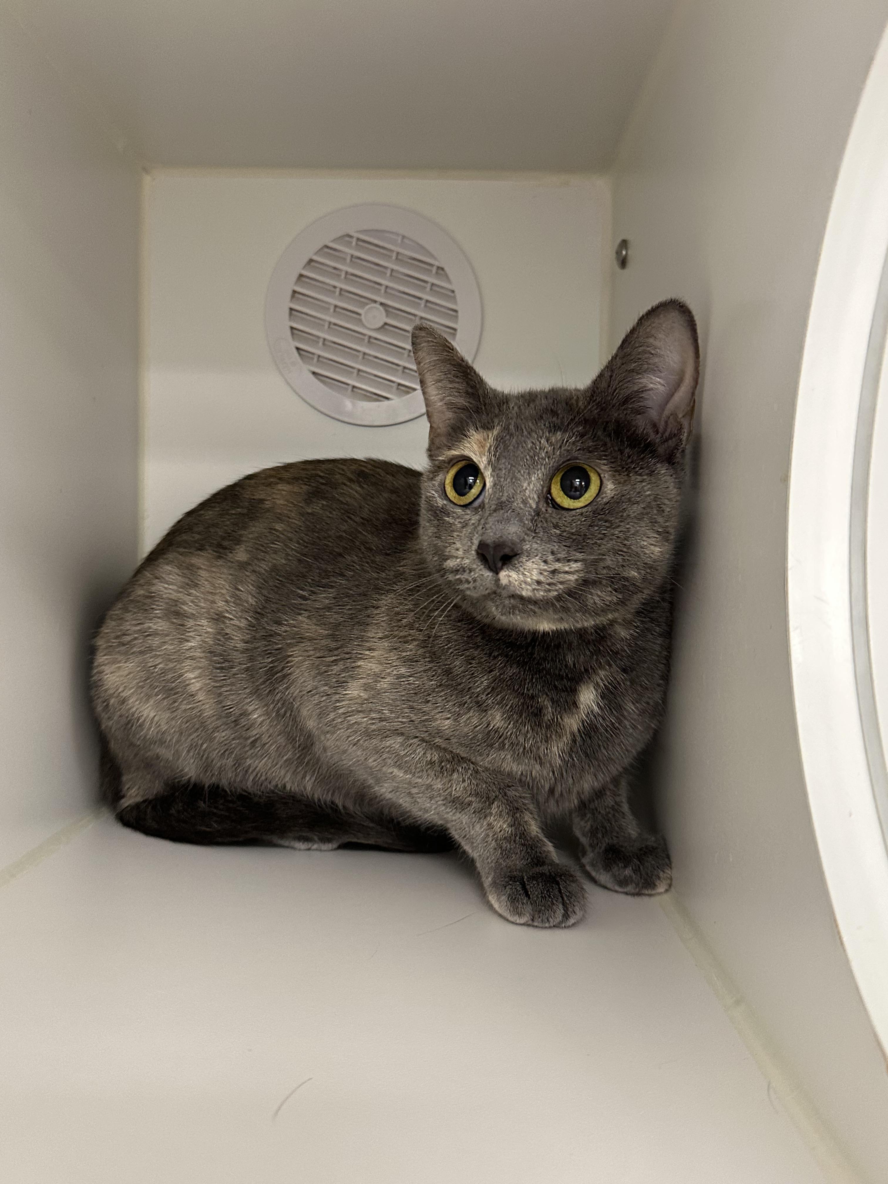 Izzy, ADOPTABLE, Young Female Domestic Short Hair.